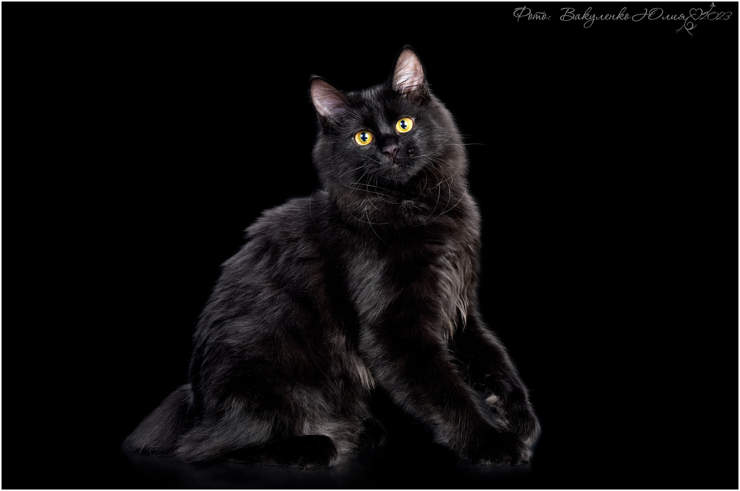 Взрослые. Фотограф анималист | семейный Юлия Вакуленко, г. Краснодар