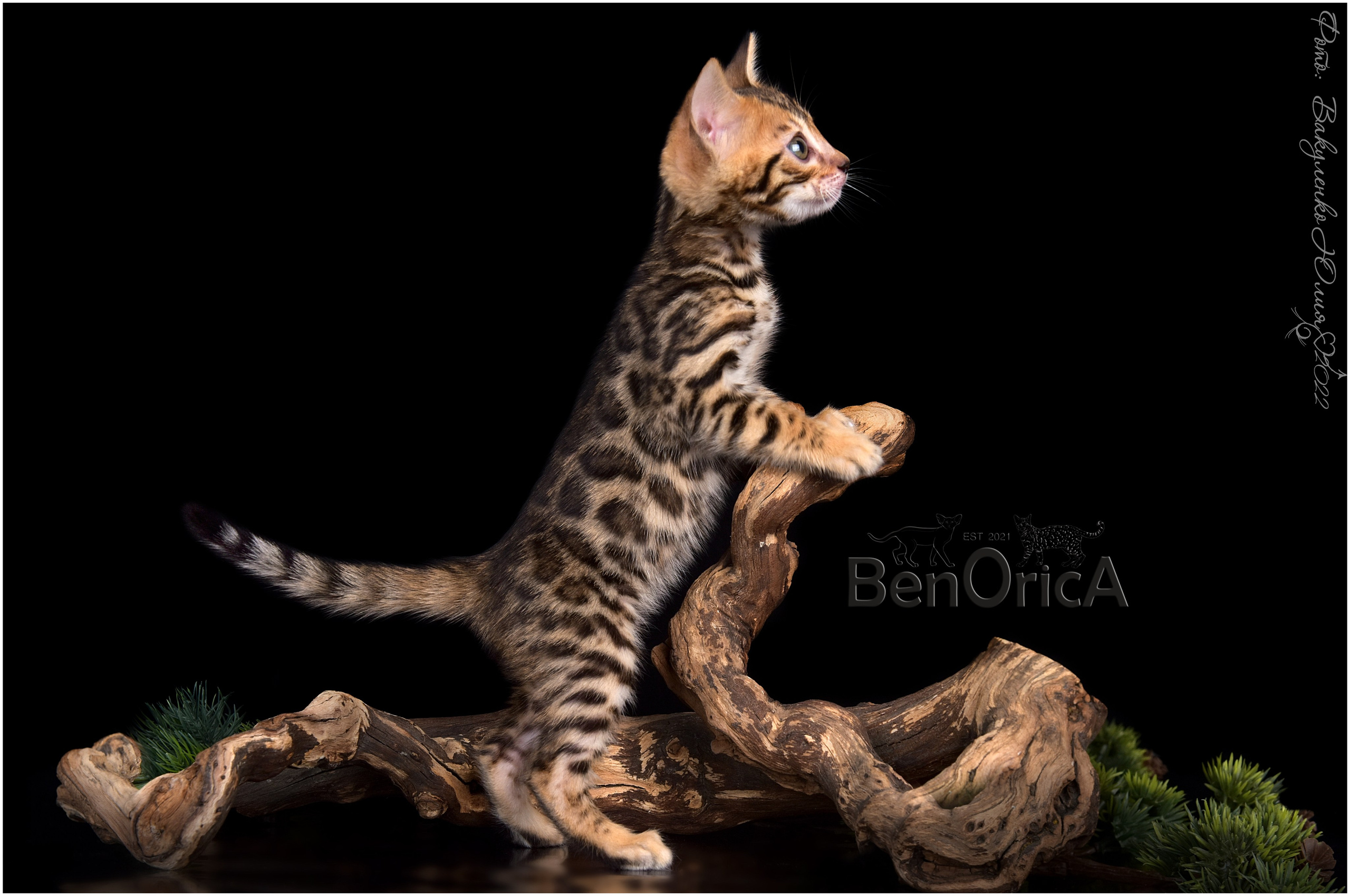 Котята. Фотограф анималист | семейный Юлия Вакуленко, г. Краснодар