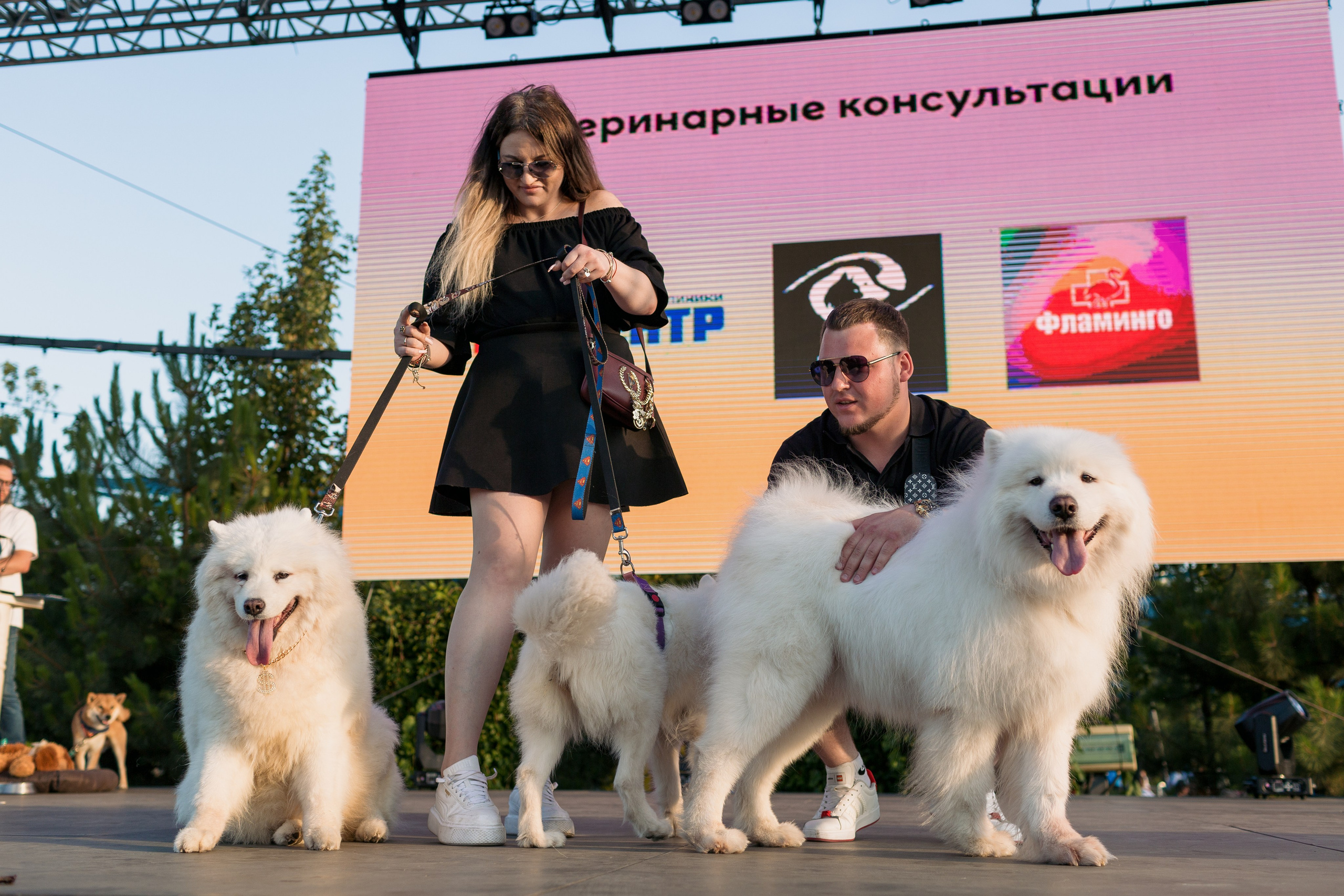 Dog Fest 2024. Главная