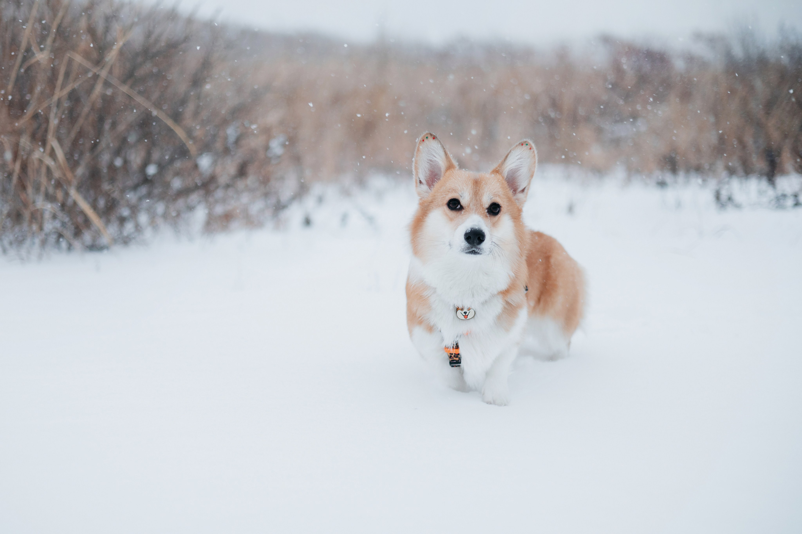 Лена, Лиза и Мия. Фотограф — анималист Владивосток, Алина