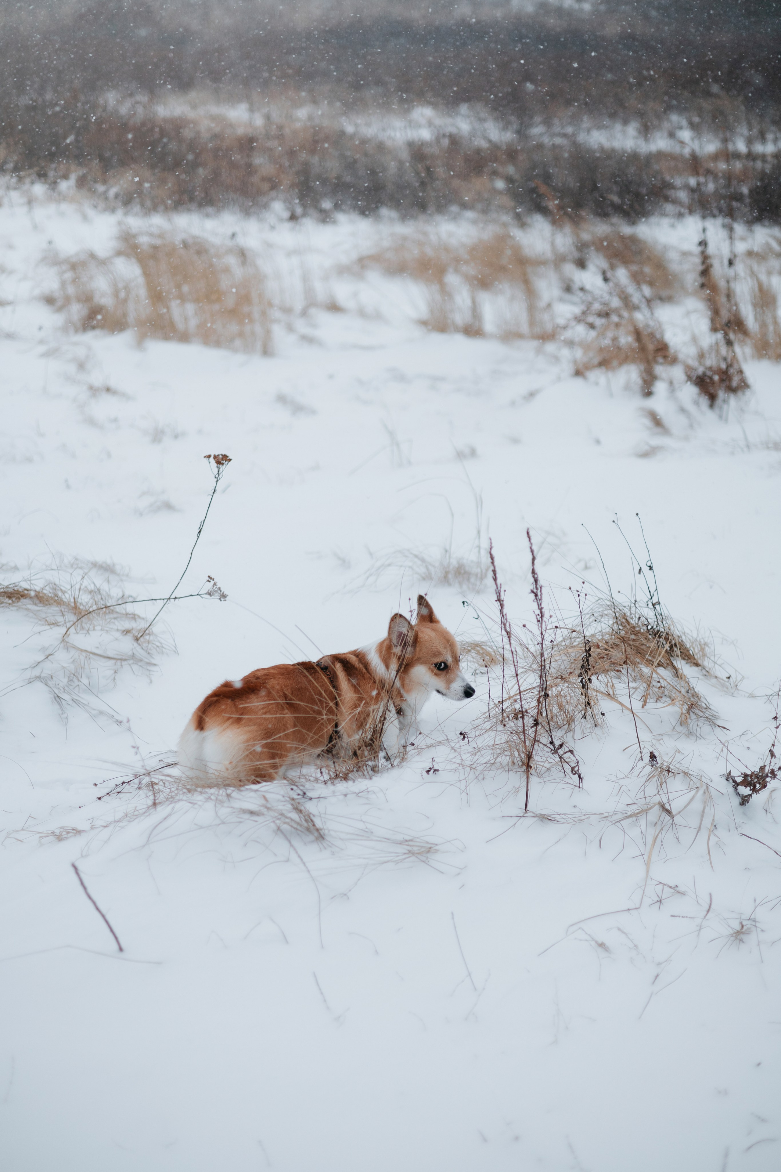 Лена, Лиза и Мия. Фотограф — анималист Владивосток, Алина