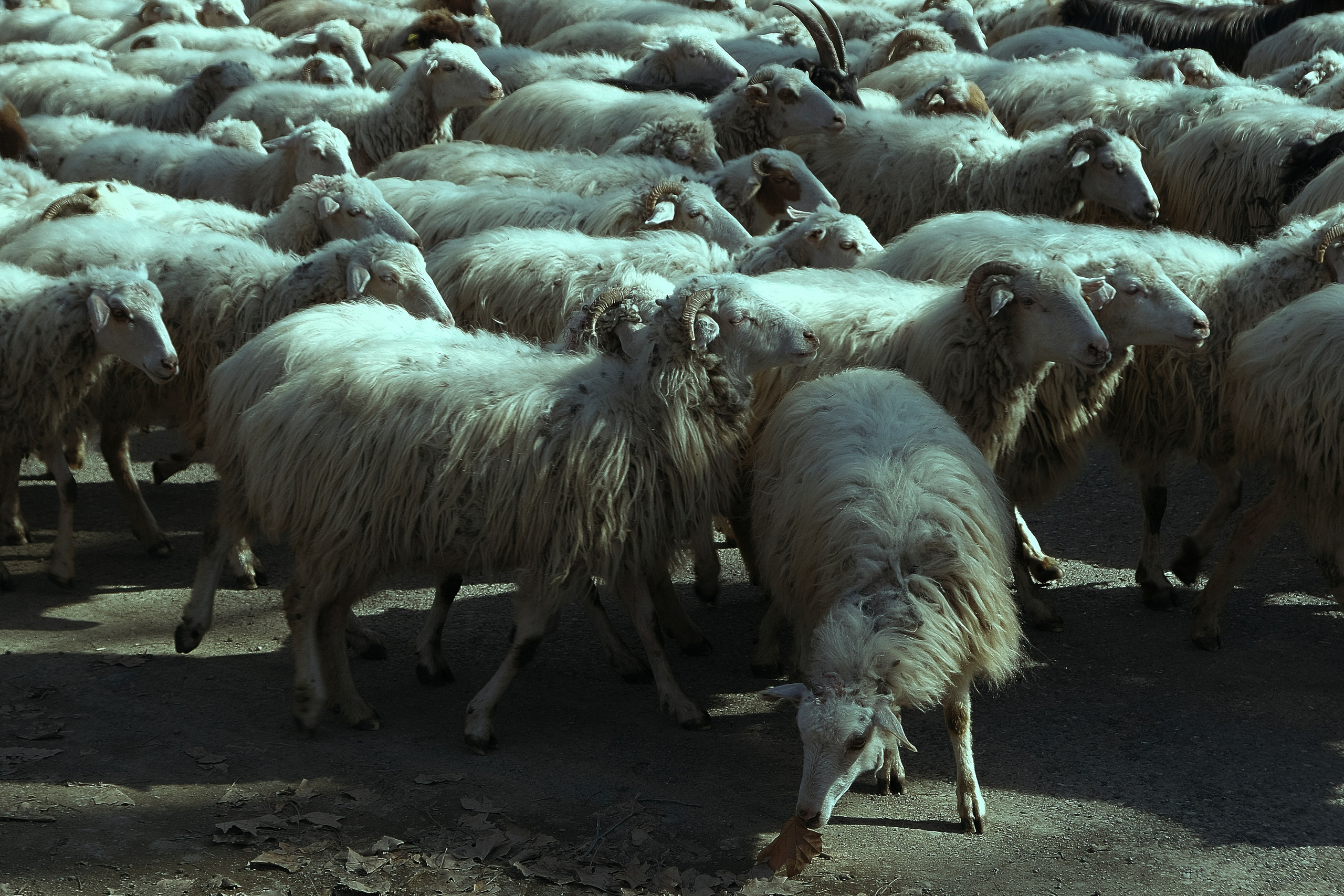 Грузия. Фотограф Настя Лев