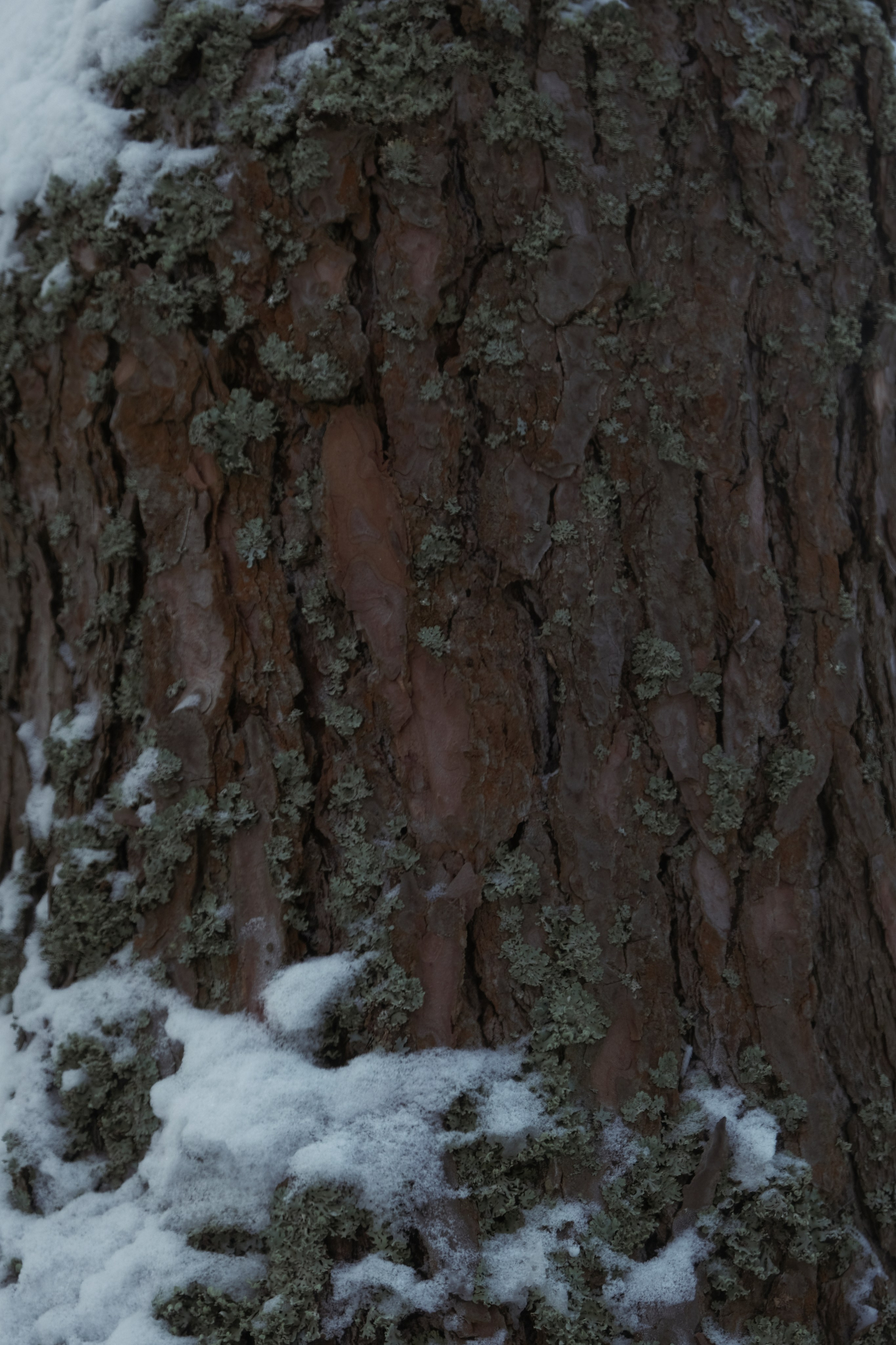 Под Москвой. Фотограф Настя Лев