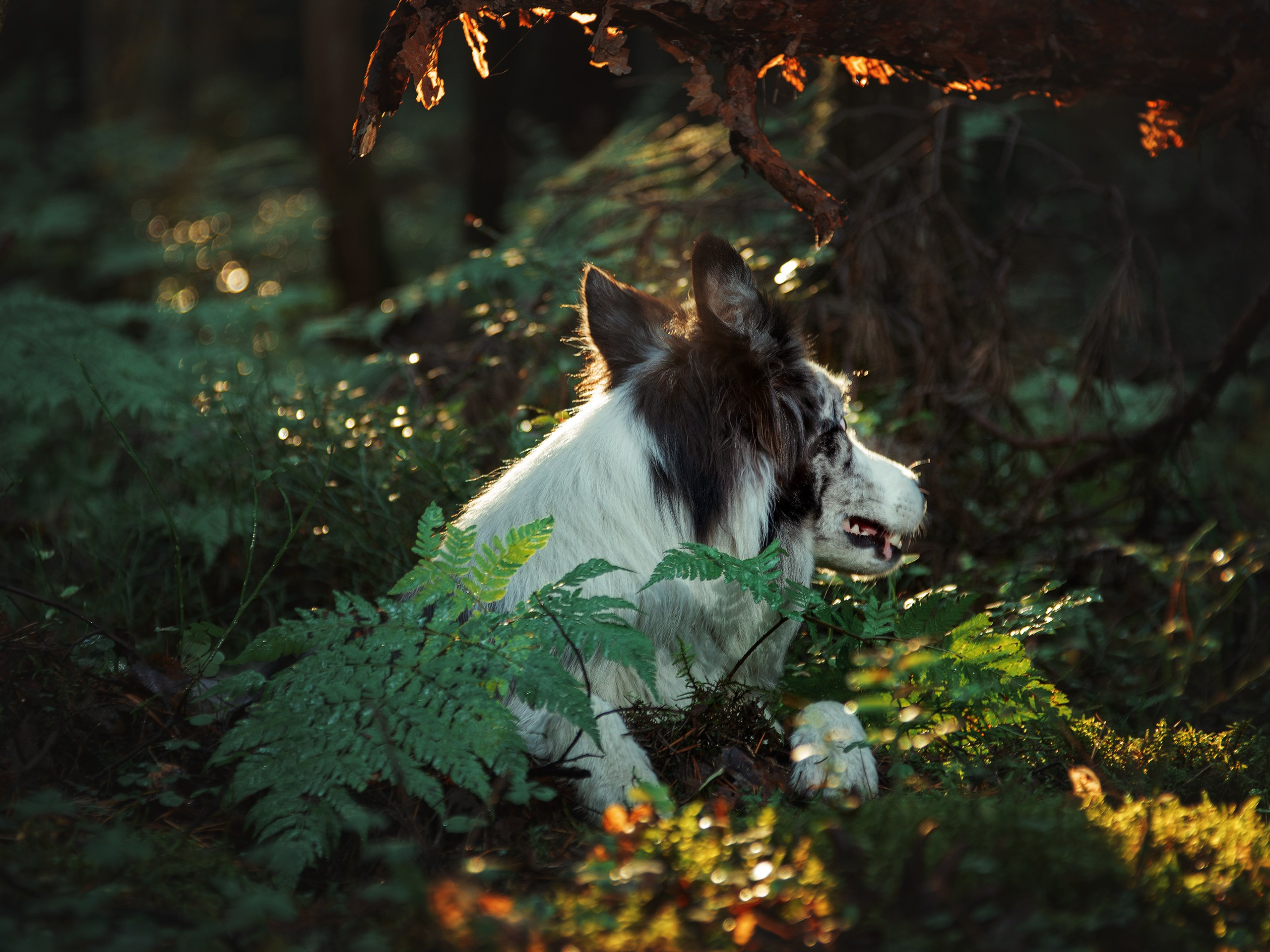 Папоротник. Фотограф анималист Никита Натальный