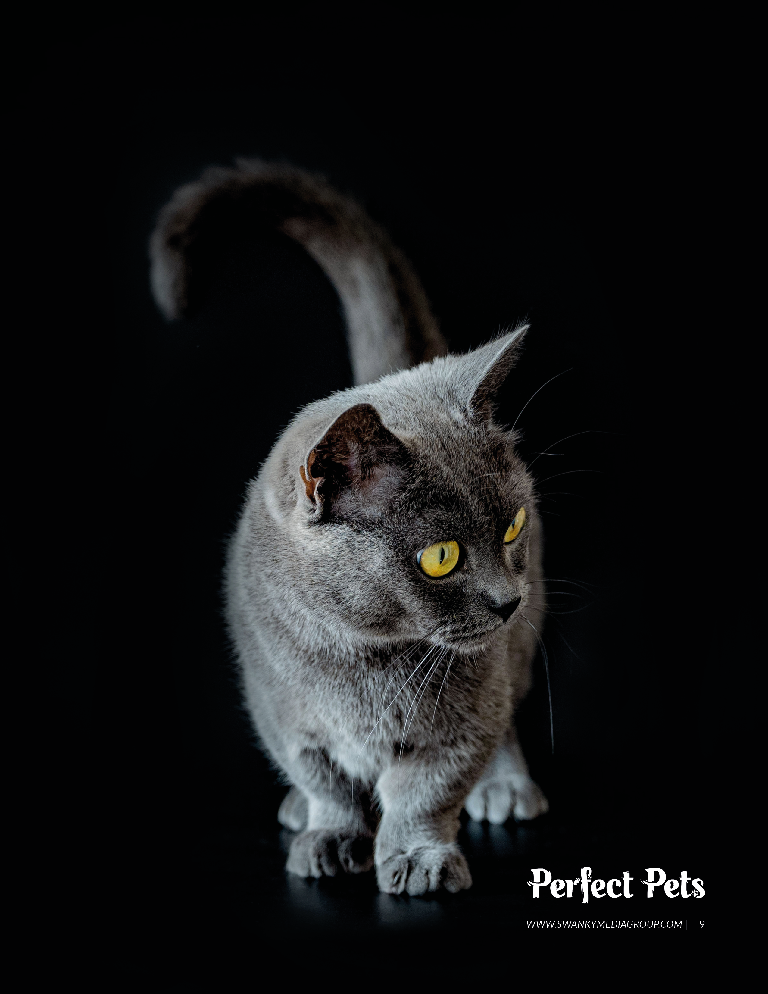 Публикации. Фотограф анималист