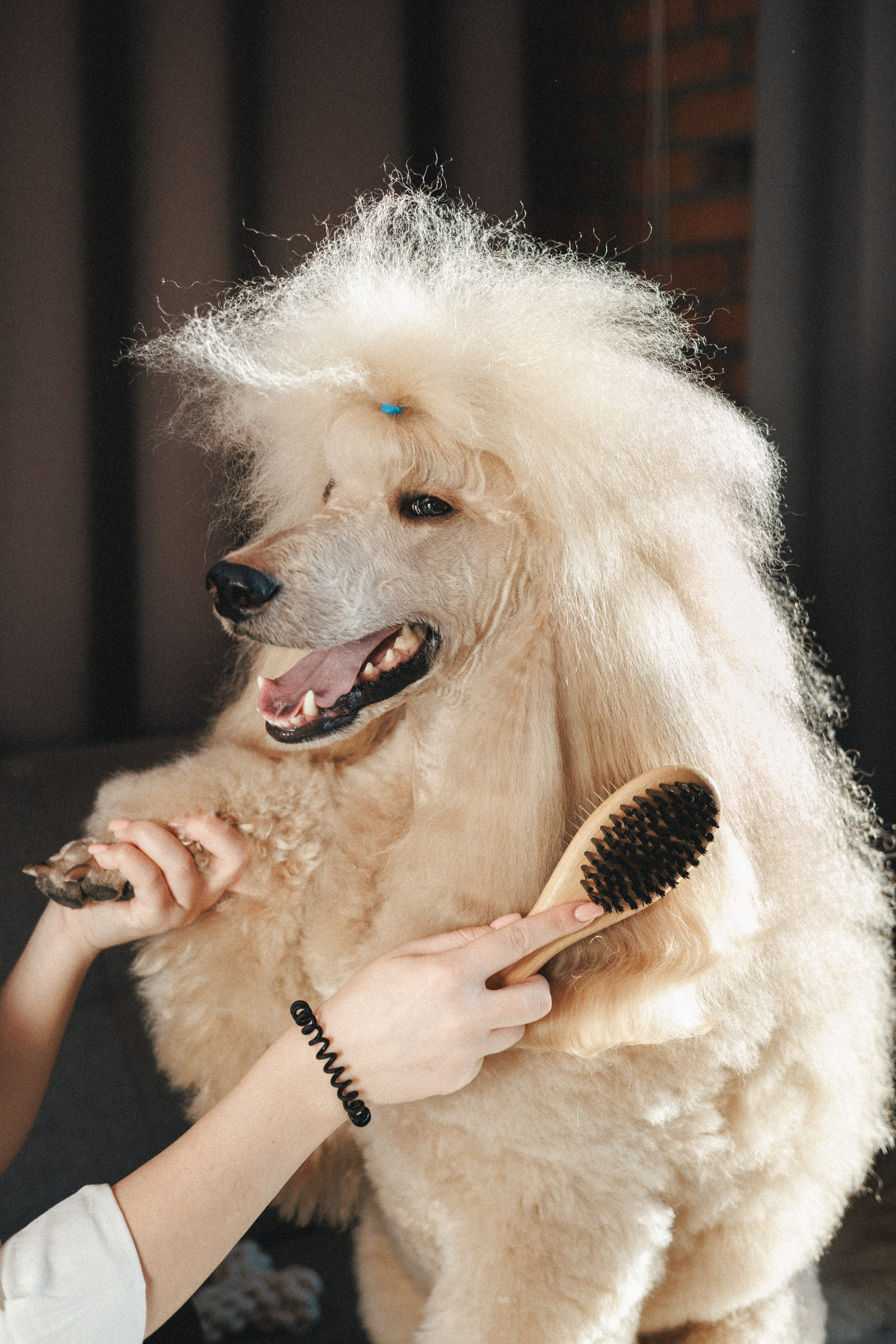 M-Pets. Фотограф анималист Осипчикова Мария