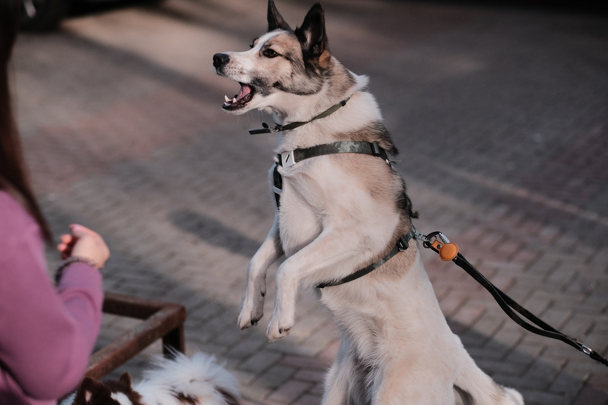 Аляска, Чарли, Пати и их люди. Дмитрий Бречалов