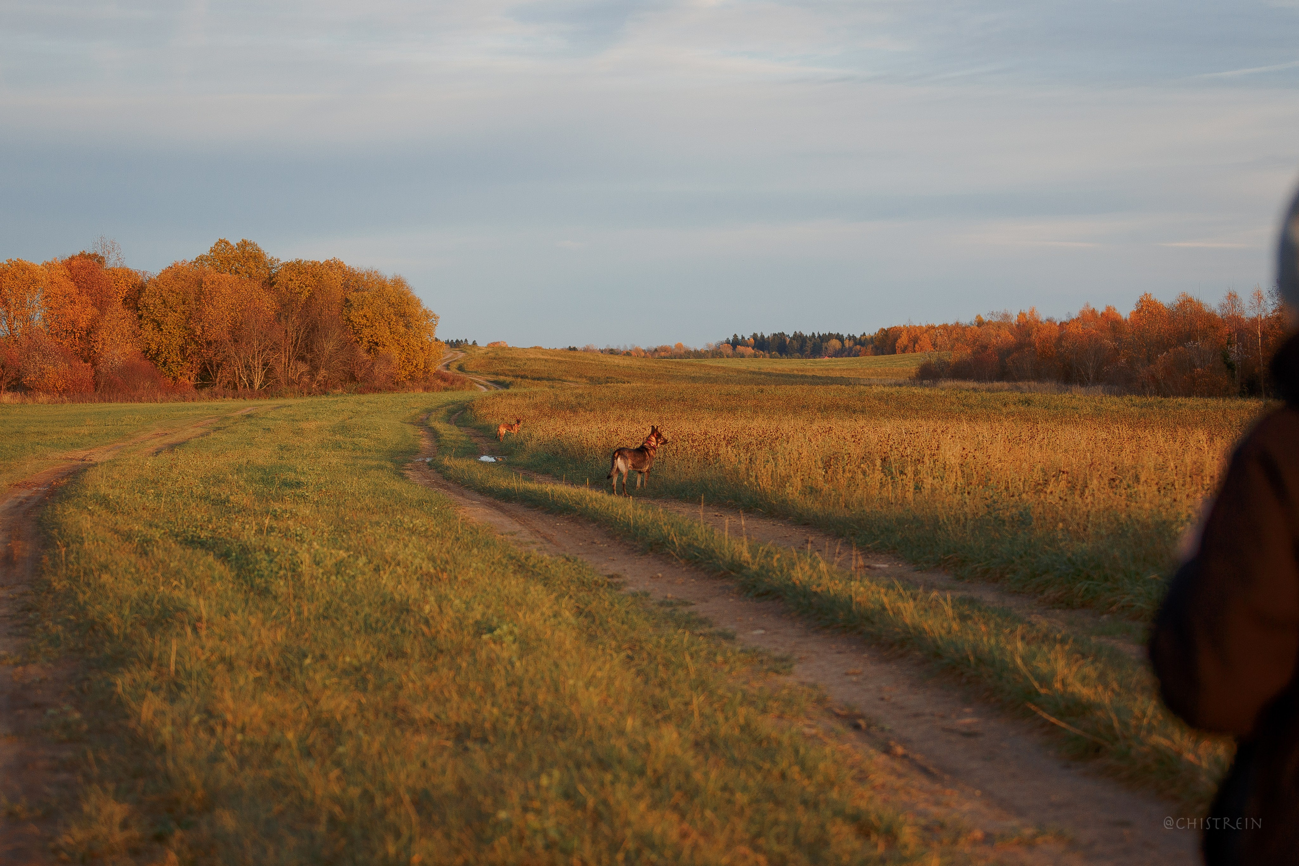 Октябрьский закат в полях. Алина и Лео. Фотограф-анималист Наталия Чистюхина в г. Сосновый Бор и ЛО