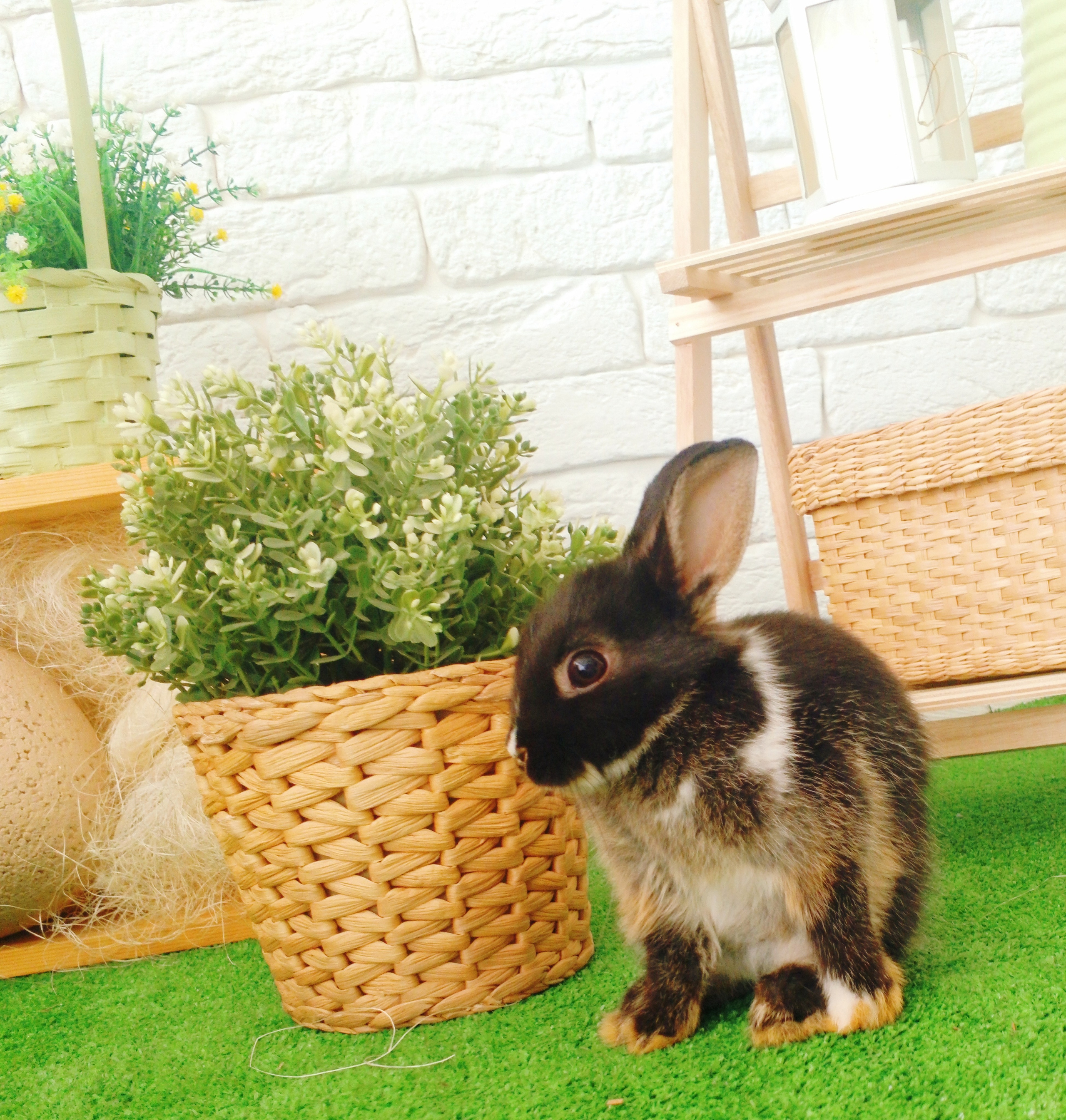 Съемка для Всероссийского журнала @momshistory с милыми пушистыми кроликами. Самоед Новосибирск