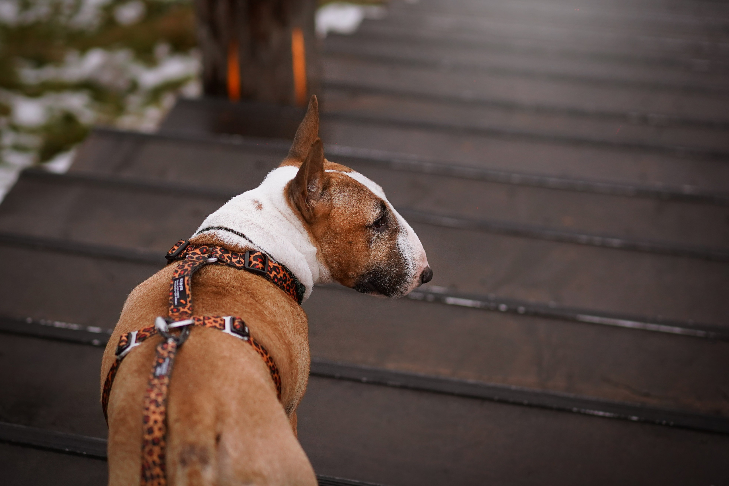 Юни на горе Паасо. Фотограф-анималист в Санкт-Петербурге Яна Мартынова
