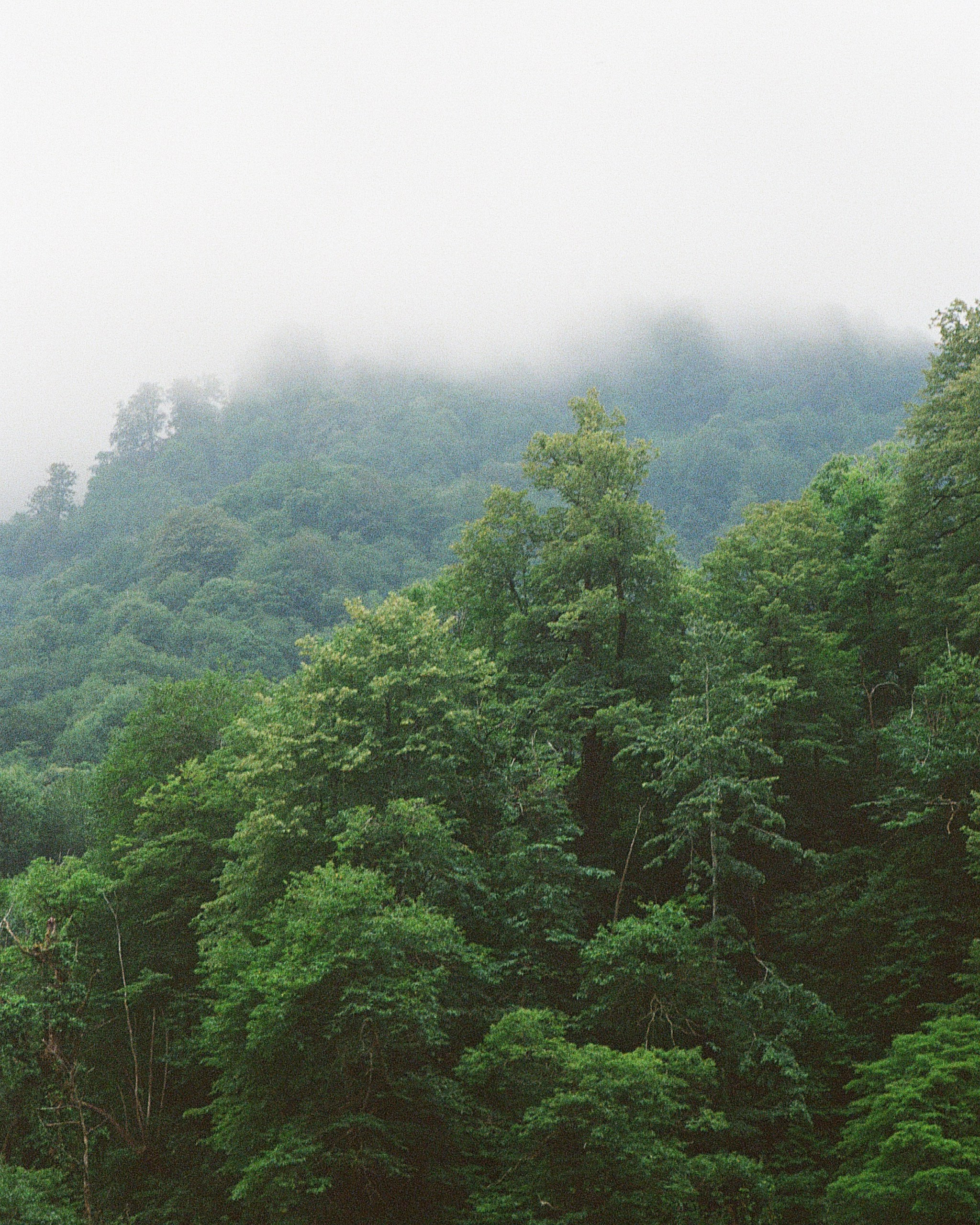 ГРУЗИЯ. ПРИРОДА.25. Профессиональный фотограф Федотова Арина