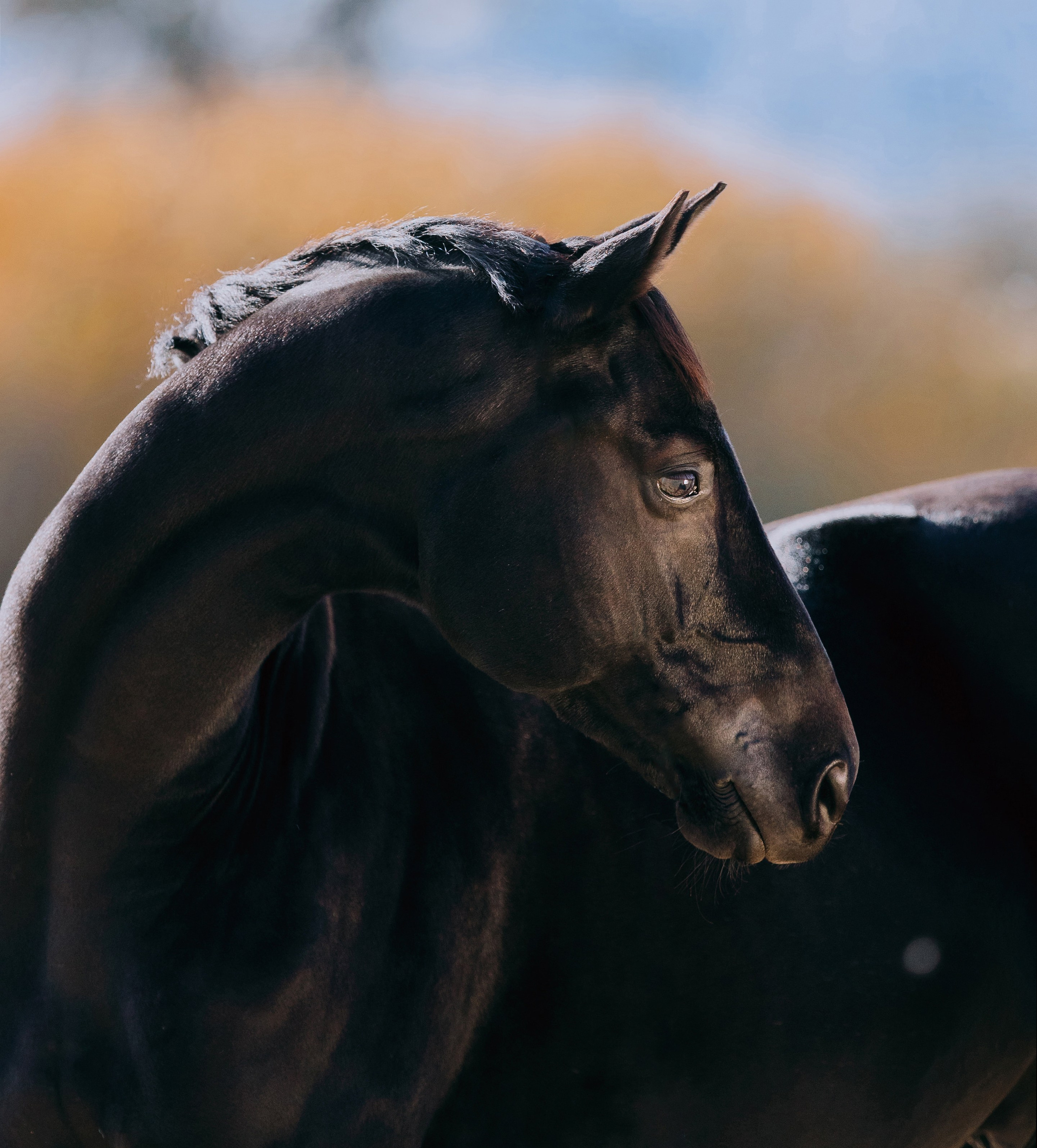 На природе. Фотограф-анималист Ксендзова Кристина