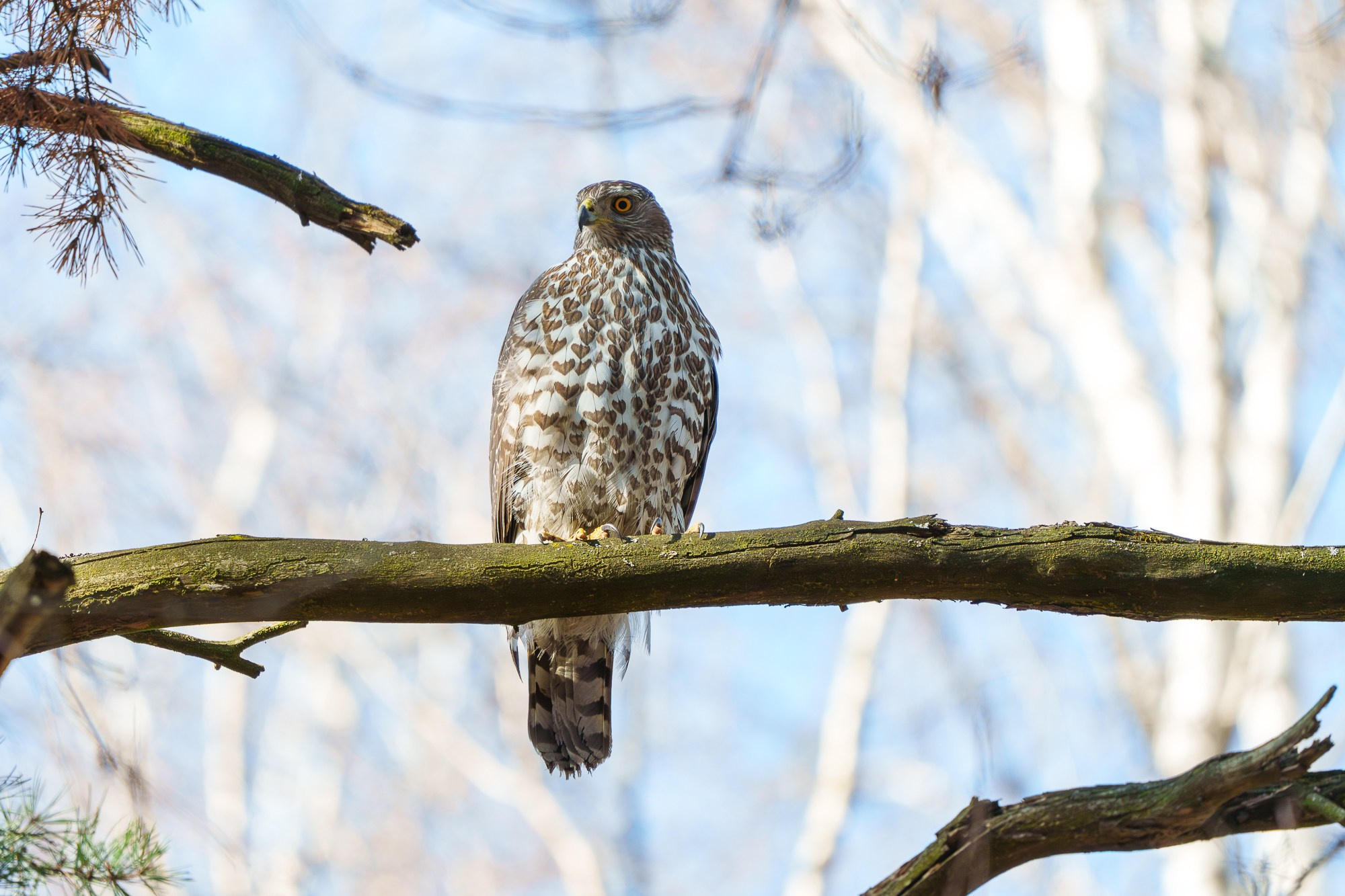 Удивительные мир птиц. Вокруг нас столько прекрасного — присмотритесь!. Ваш личный фотограф Марина Волкова