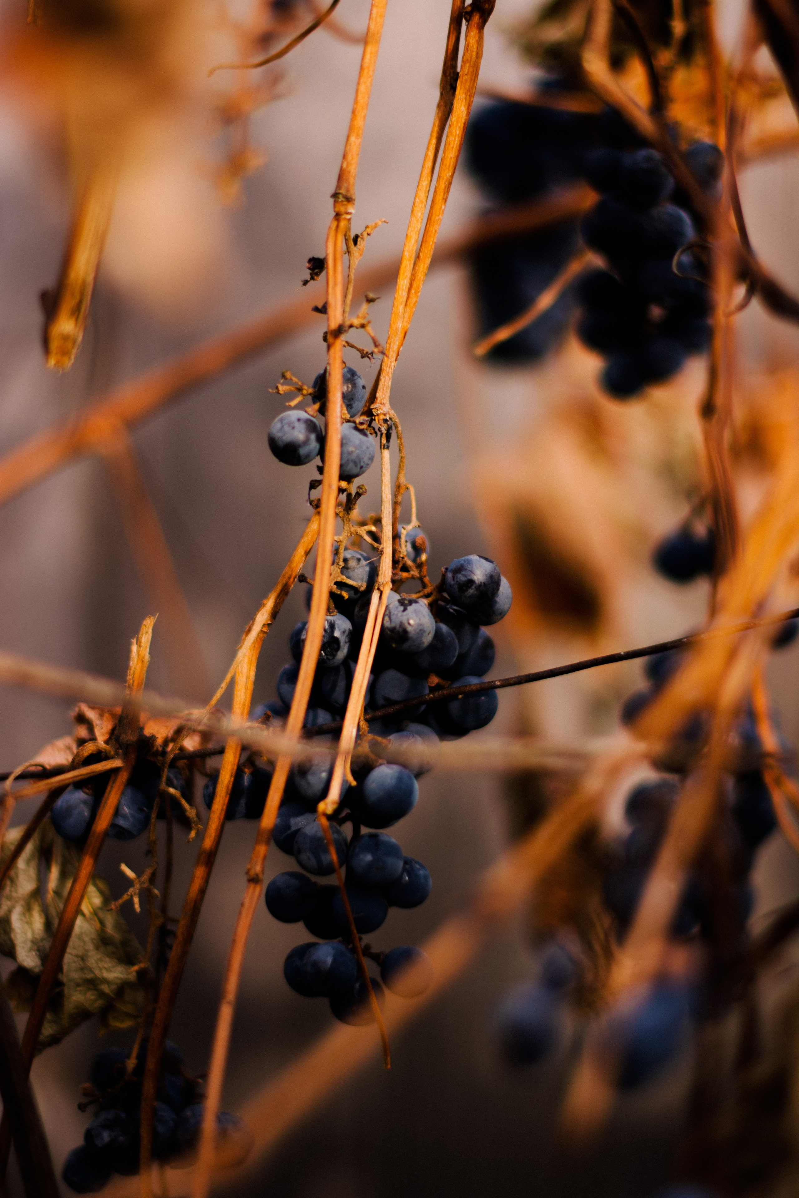 Flowers. Фотографирую искусство в Хабаровске