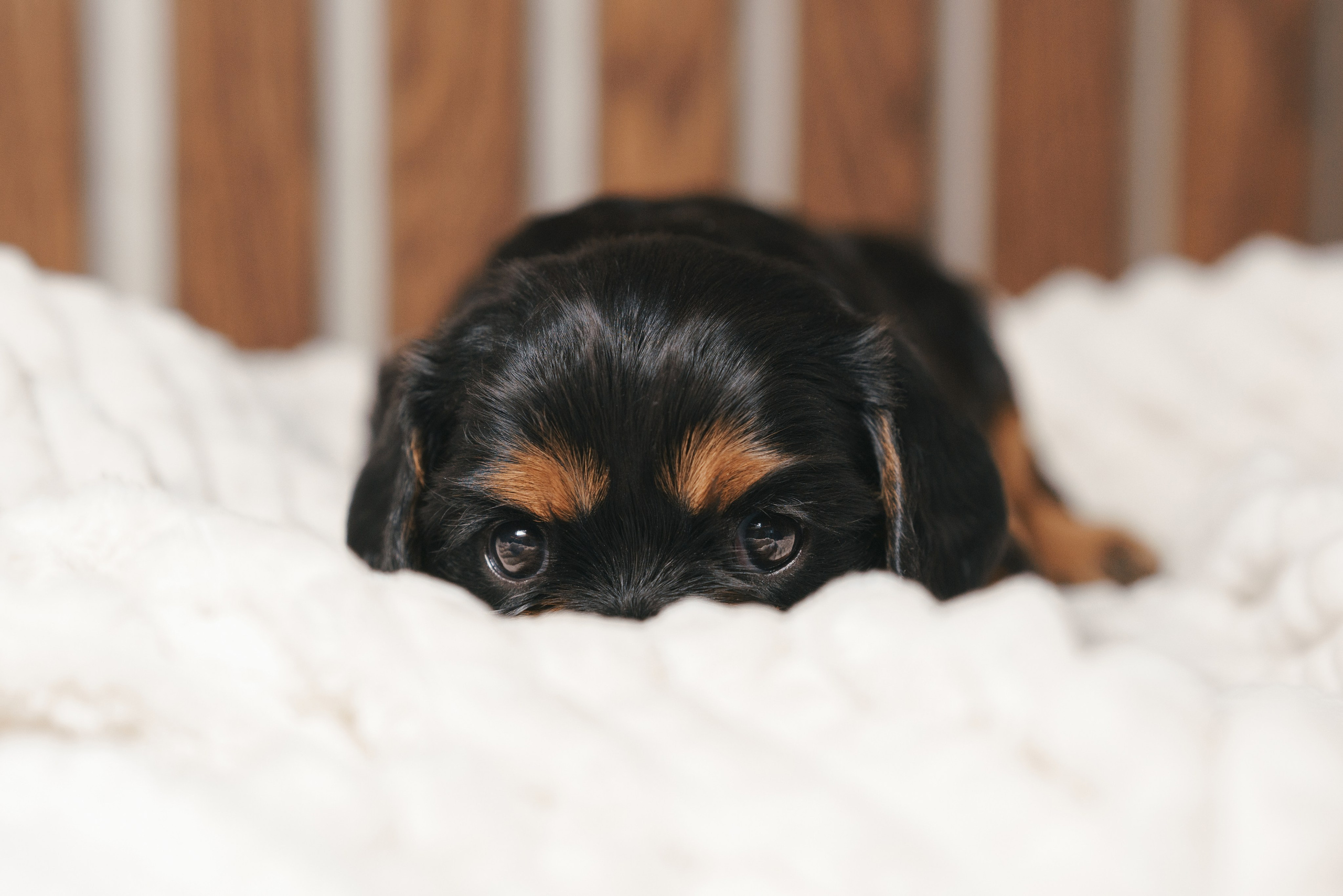 ККЧС. Фотограф анималист Осипчикова Мария