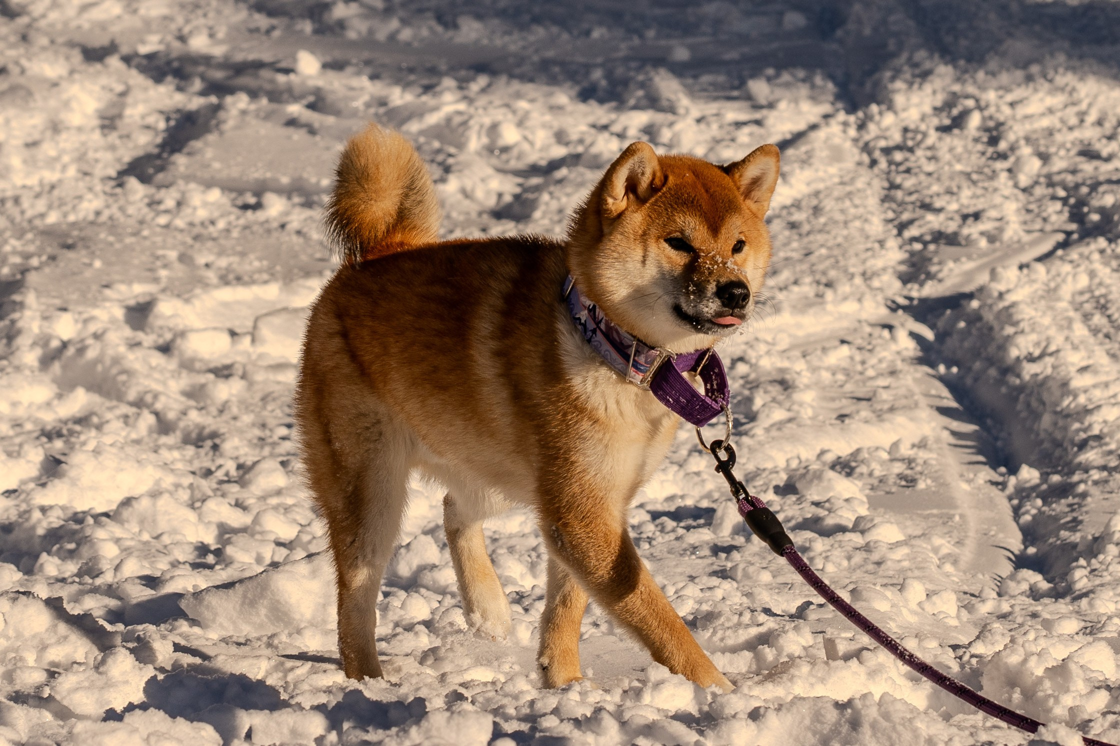 Mountain Patrol. Анастасия Паршукова — фотограф Шерегеш Новосибирск