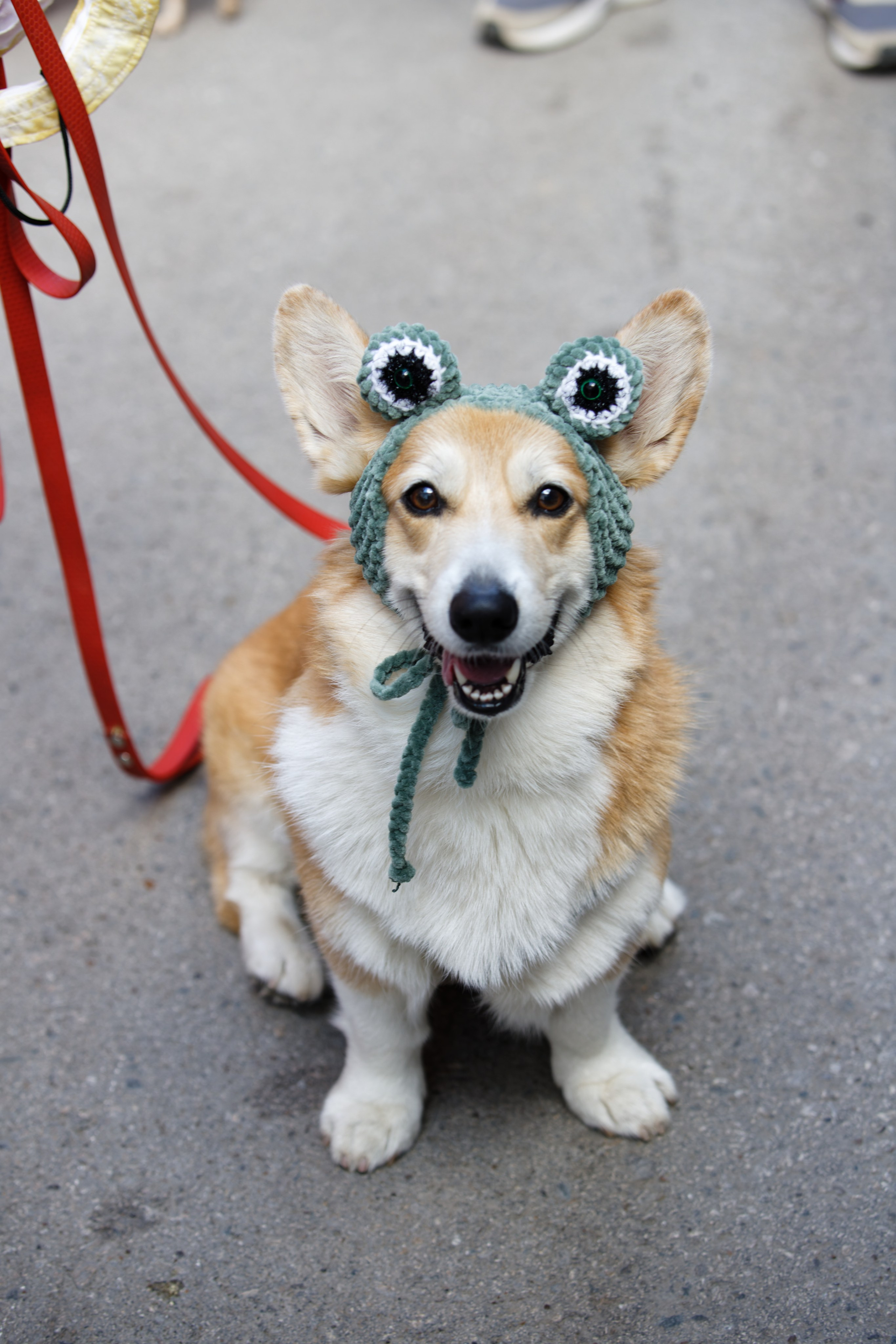 Вечеринка для собак Oh my dog 20.07.2025. Репортажный и спортивный фотограф в г. Пермь Зильберг Павел