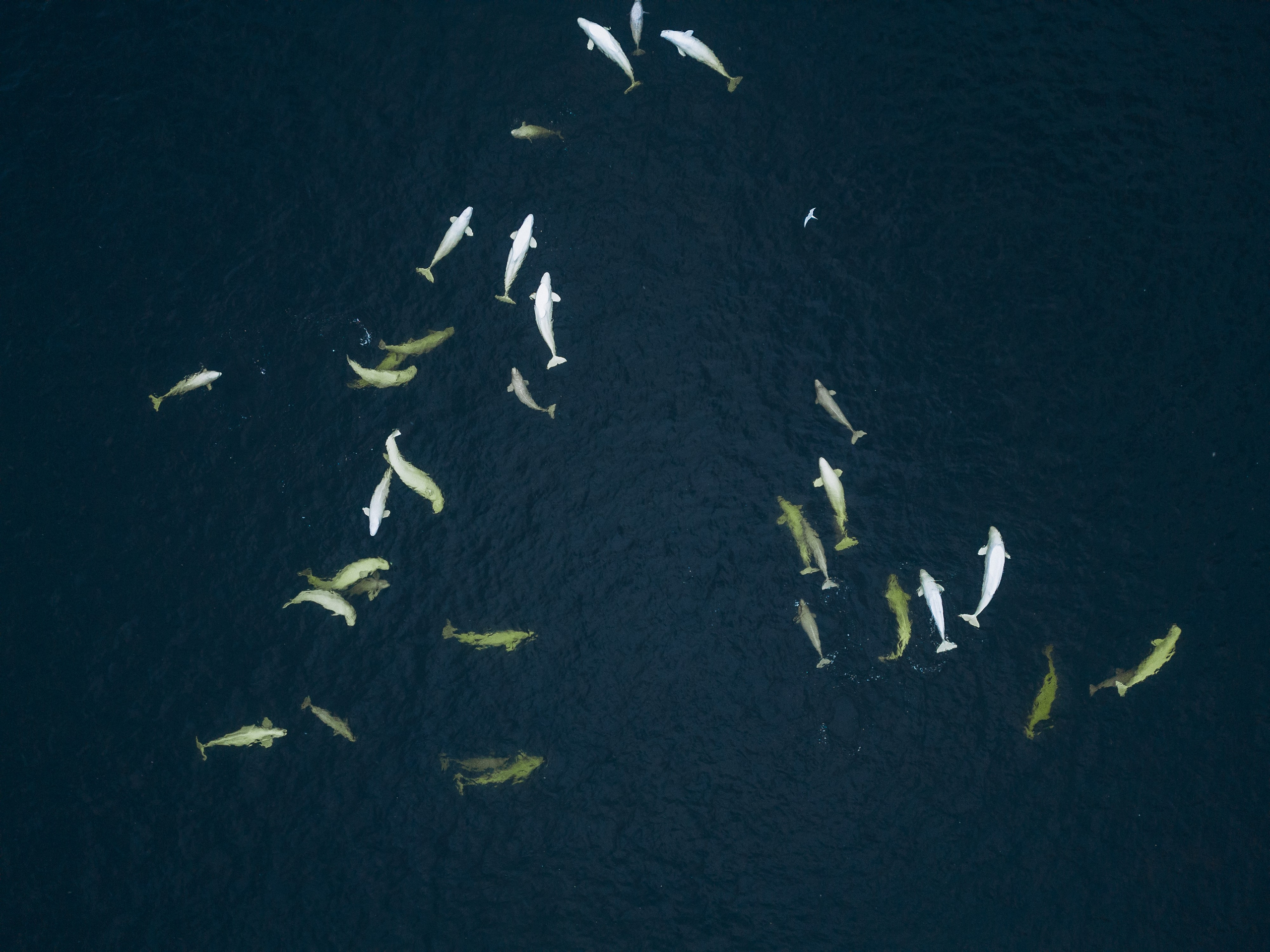 Airphoto. Николай Филиппов Event & Concert Photographer Москвf