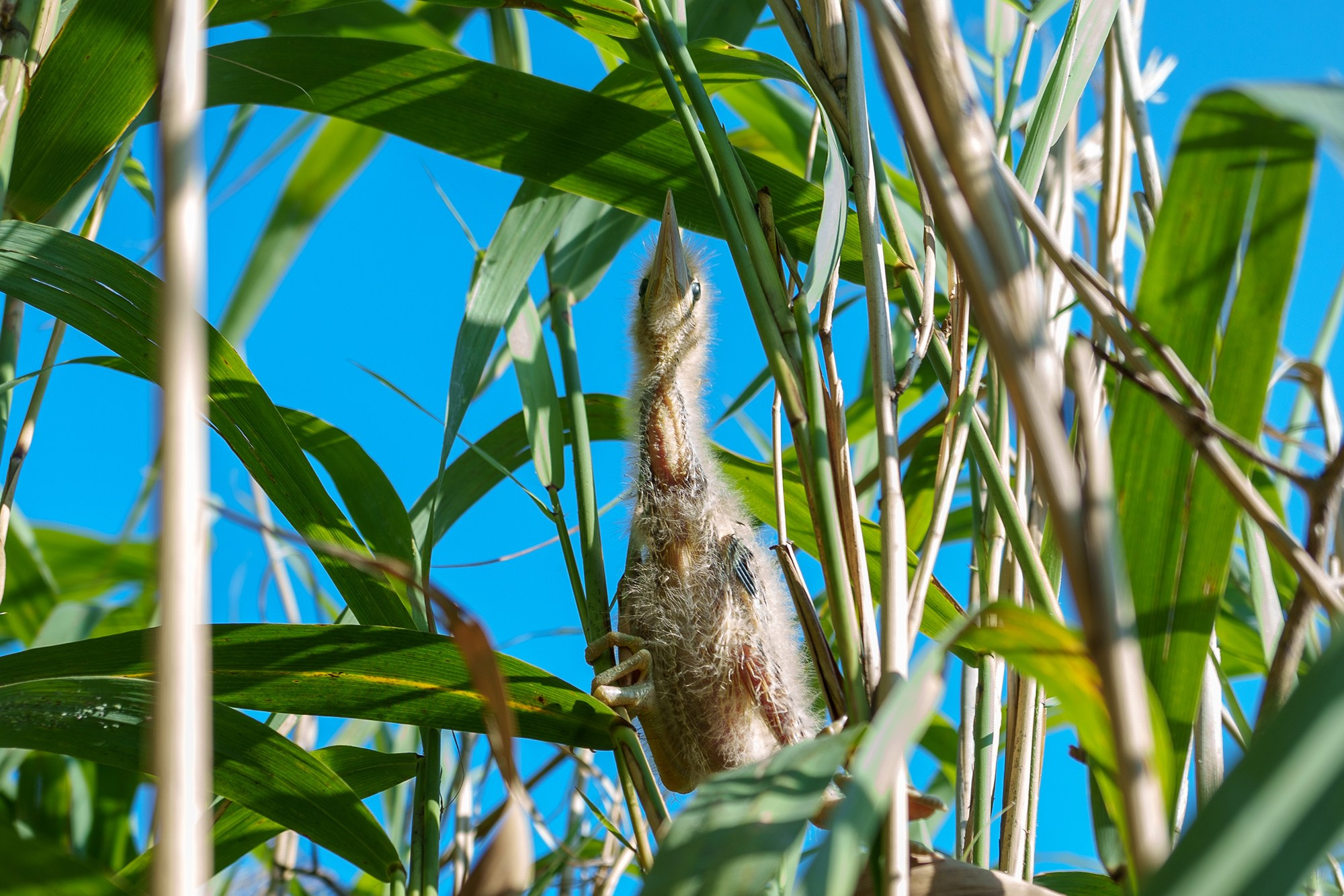 Удивительные мир птиц. Вокруг нас столько прекрасного — присмотритесь!. Ваш личный фотограф Марина Волкова