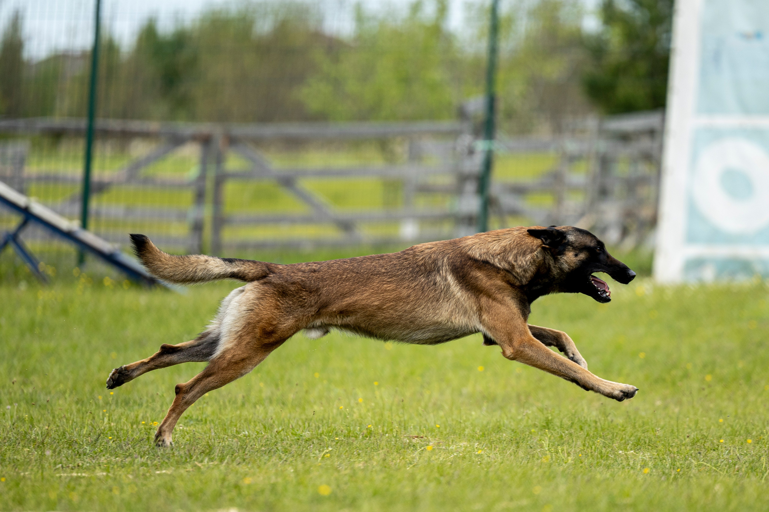 Испытания по мондьорингу в Нижнем Новгороде. Фотограф-анималист Анна Маринич