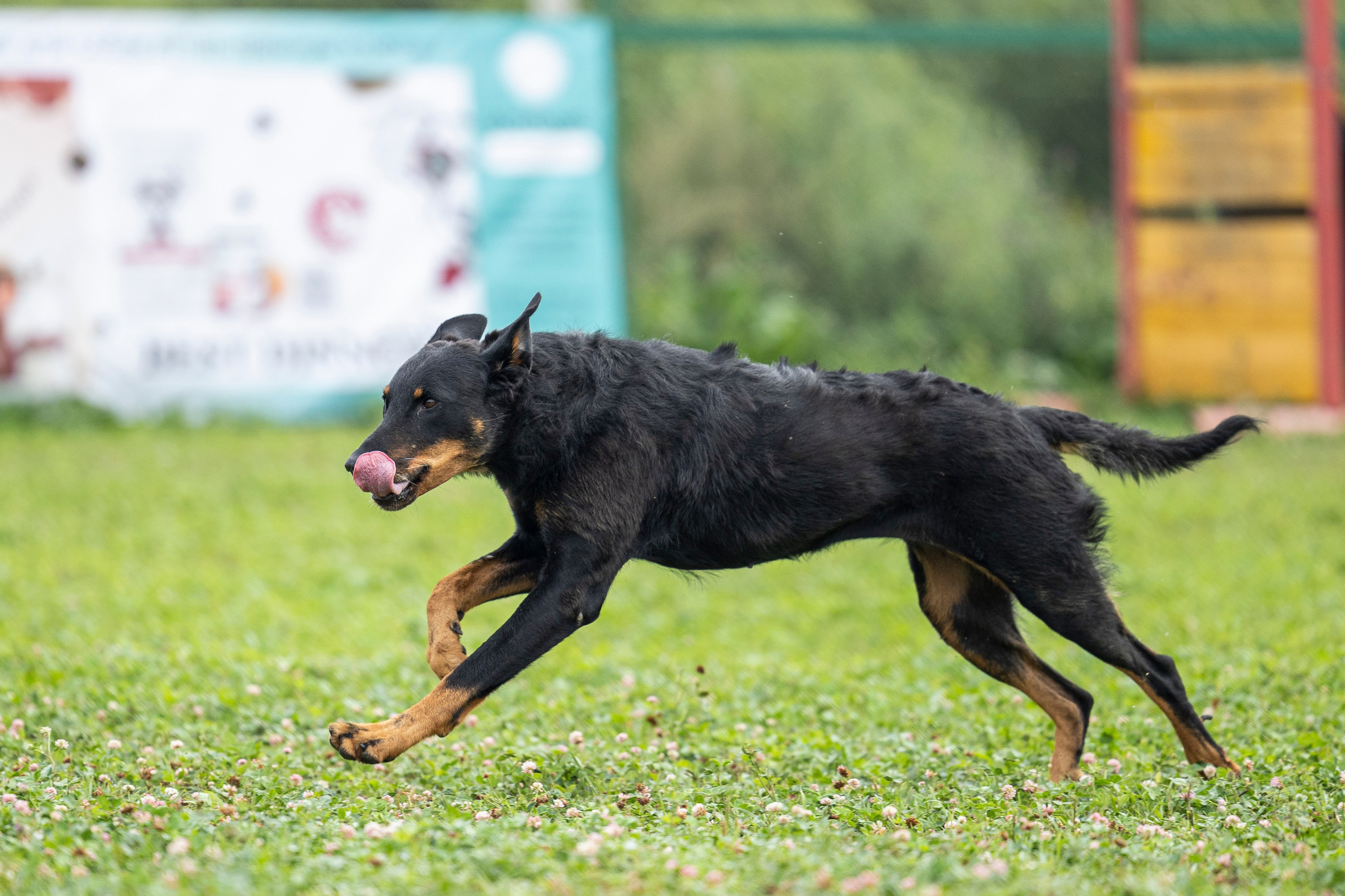 Соревнования по Мондьорингу г. Вологда 10-11.08.2024. Фотограф-анималист Анна Маринич