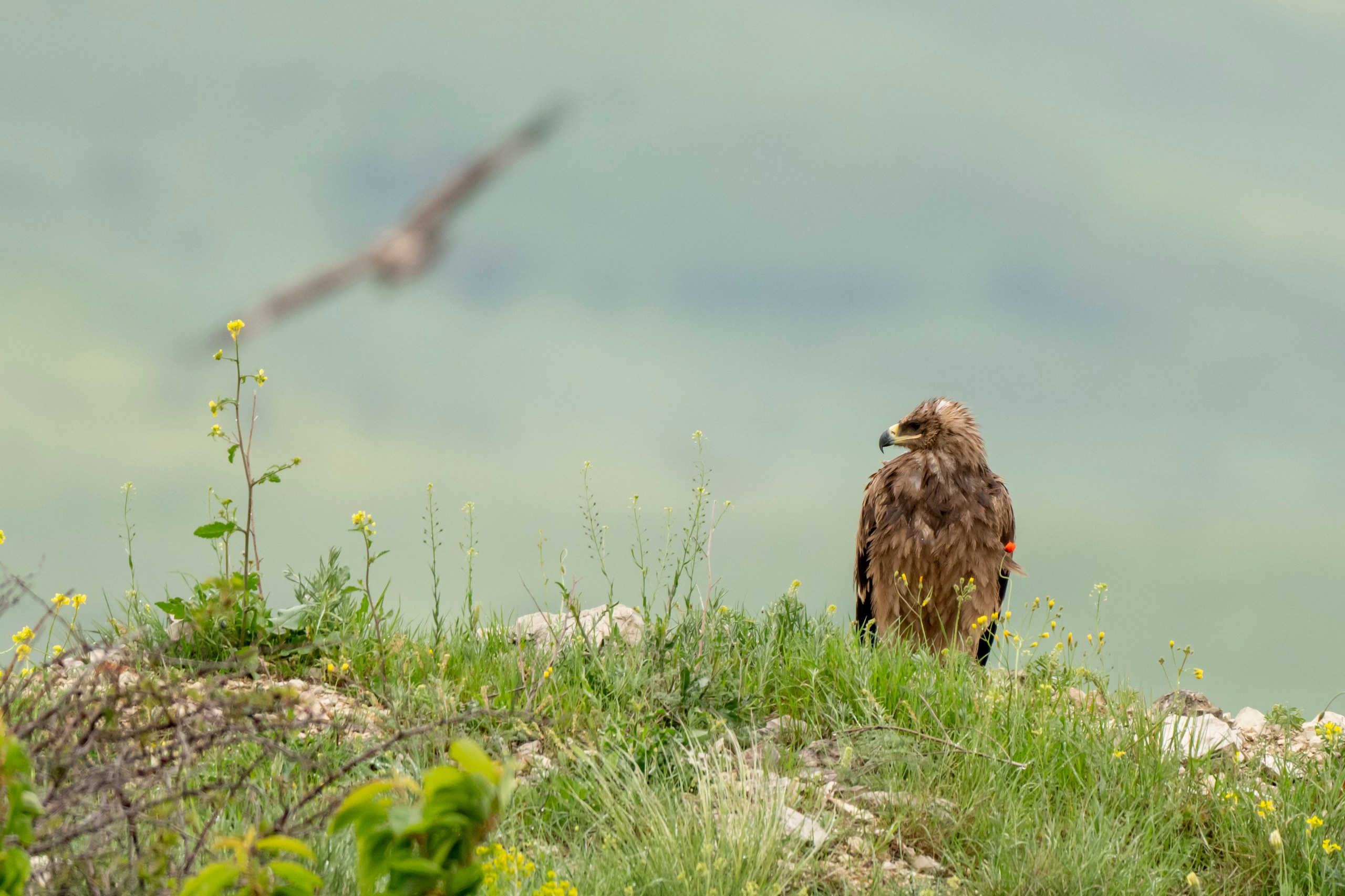 Дикая природа Дагестана. Май 2025 г. Foto-Zuev фотография как искусство