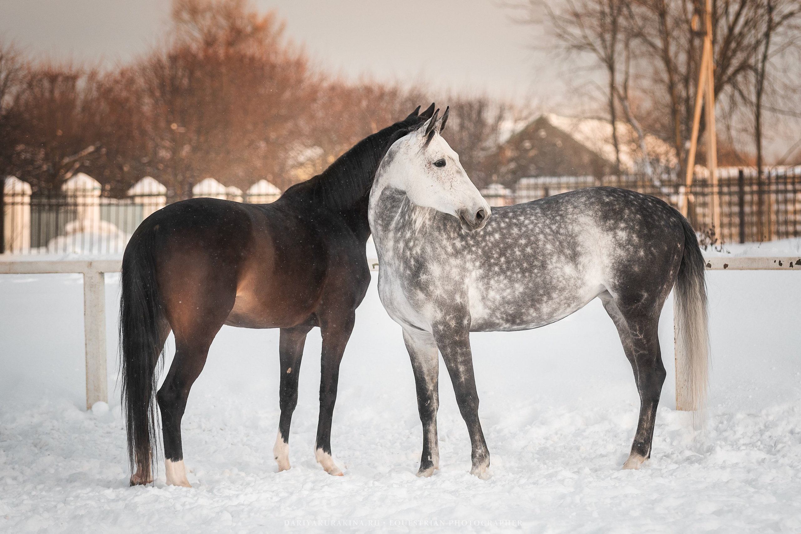 Ловеласка и Клистал Лав, «ЮНА». Конный фотограф Куракина Дарья • Фотосессии с лошадьми