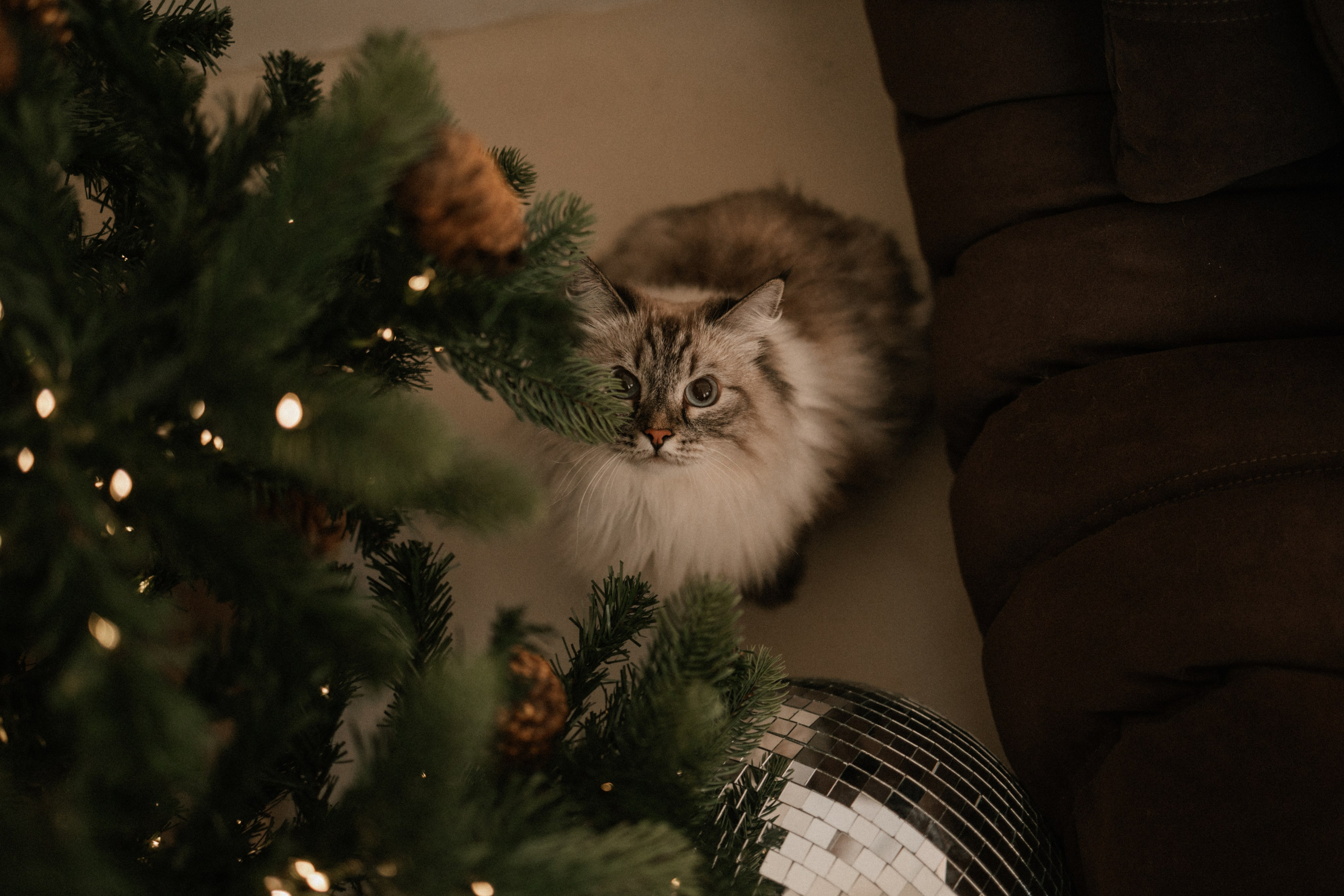 Камилла и ее девочки. Фотограф — Анималист | Санкт-Петербург