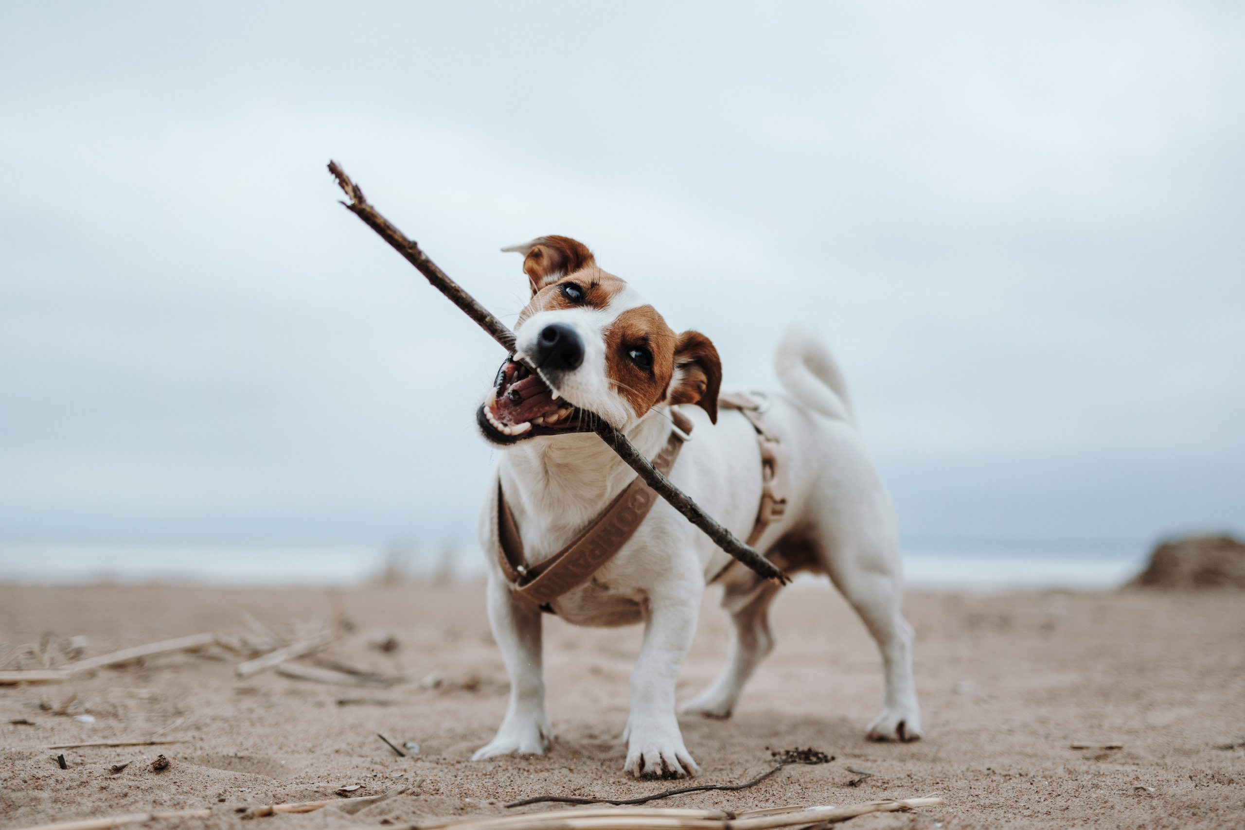 Саша и Джеки. Фотограф — Анималист | Санкт-Петербург