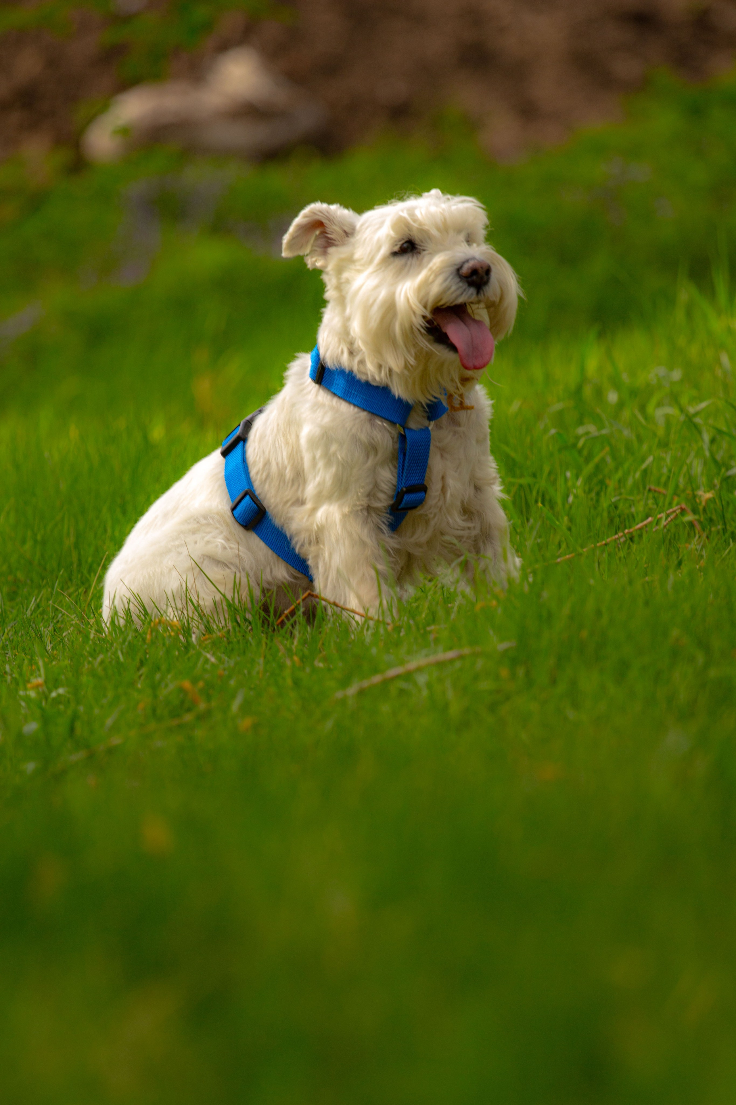 Цвергшнауцеры и их хозяева Андрей и Полина. Фотограф Екатерина Козловская