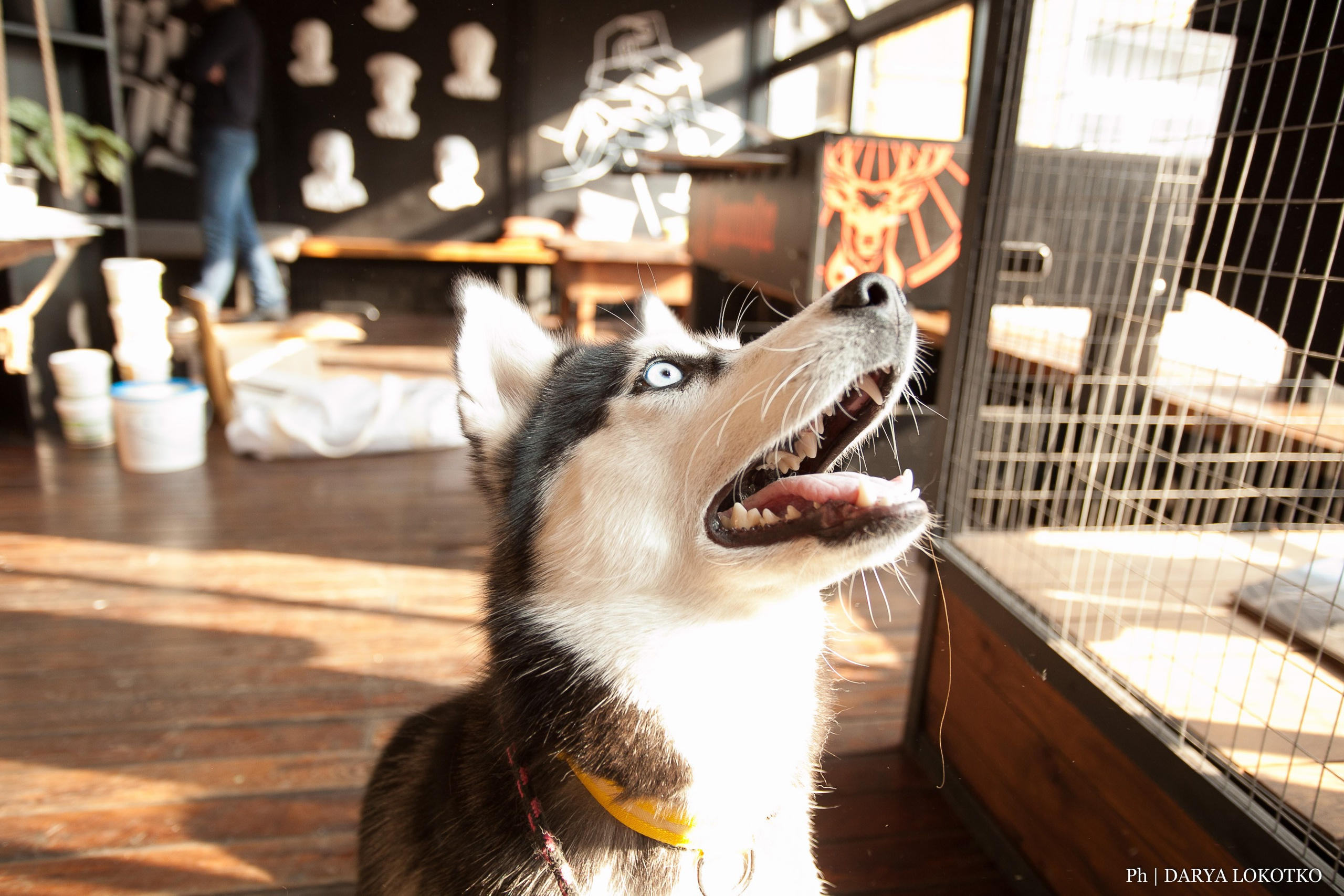 Мастер класс Fluid Art. Фотограф Дарья Локотко в Красноярске