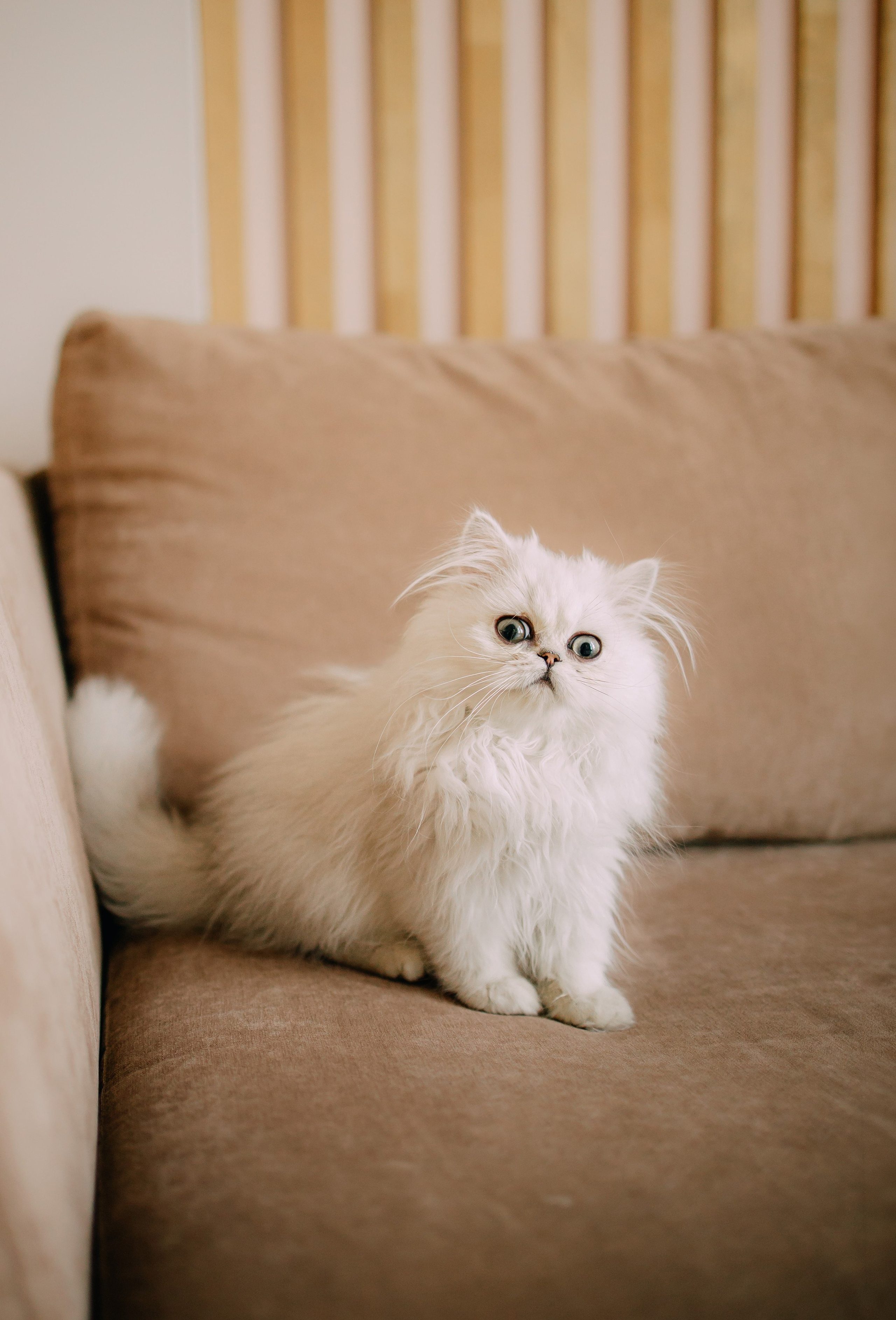 Султан, Мэй Мэй и Шанталь и их семья