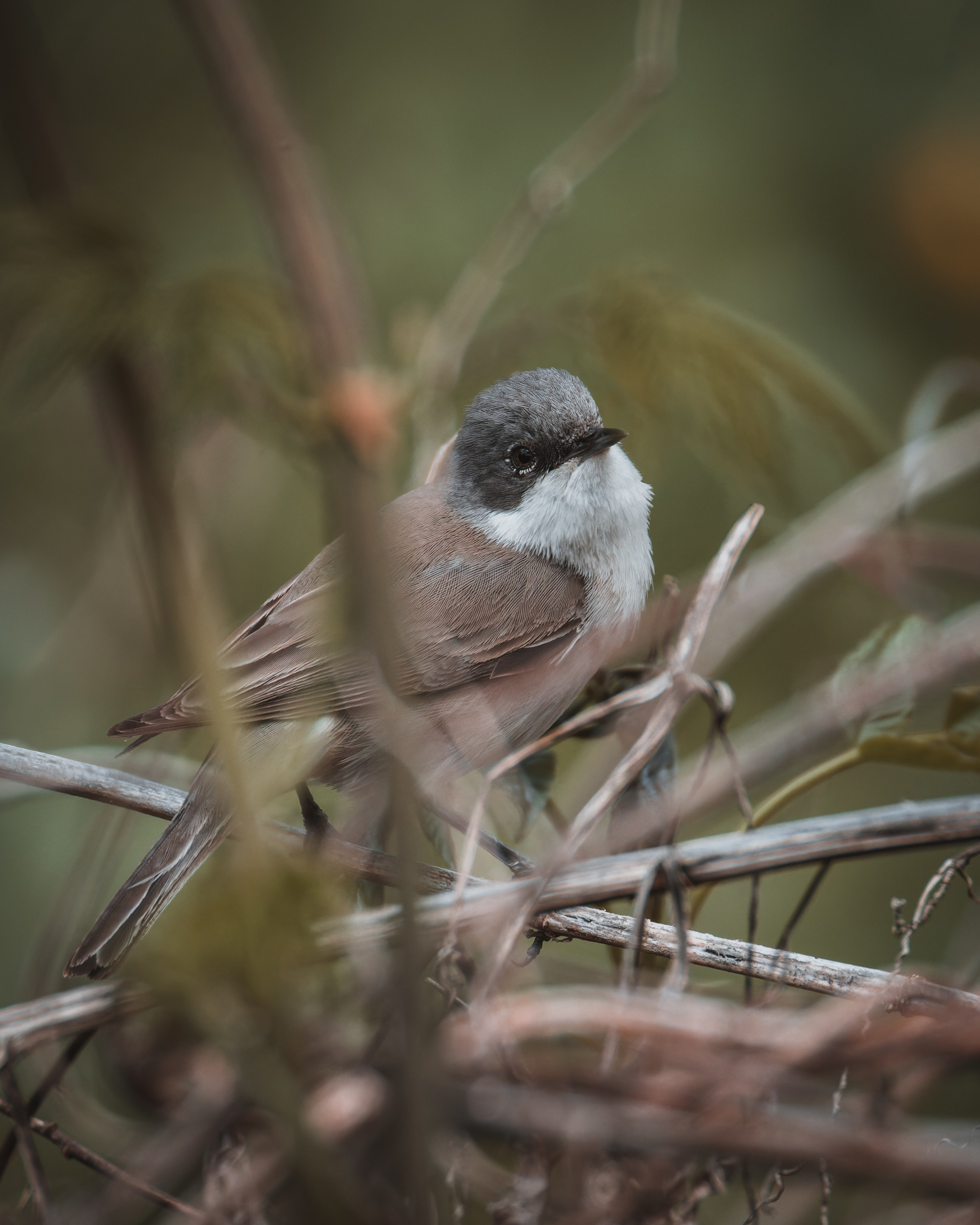 Lipetsk 2025. Anton Chernov | Wildlife photographer