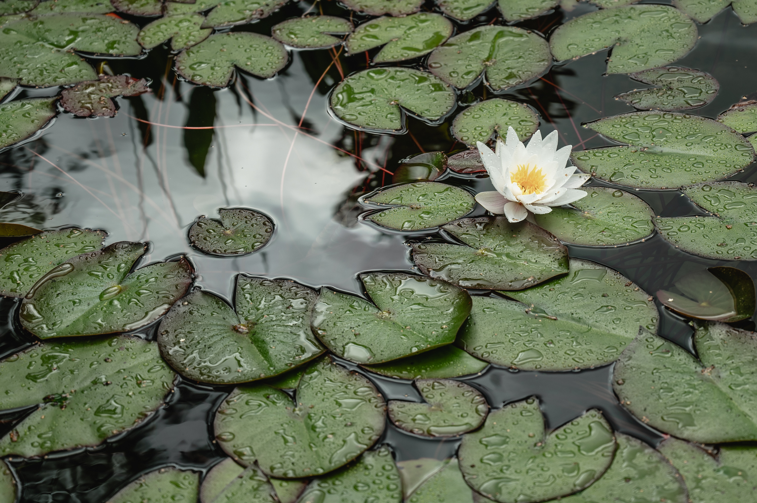 Анастасия & Алексей. Свадебный фотограф Татьяна Сорока Москва и МО