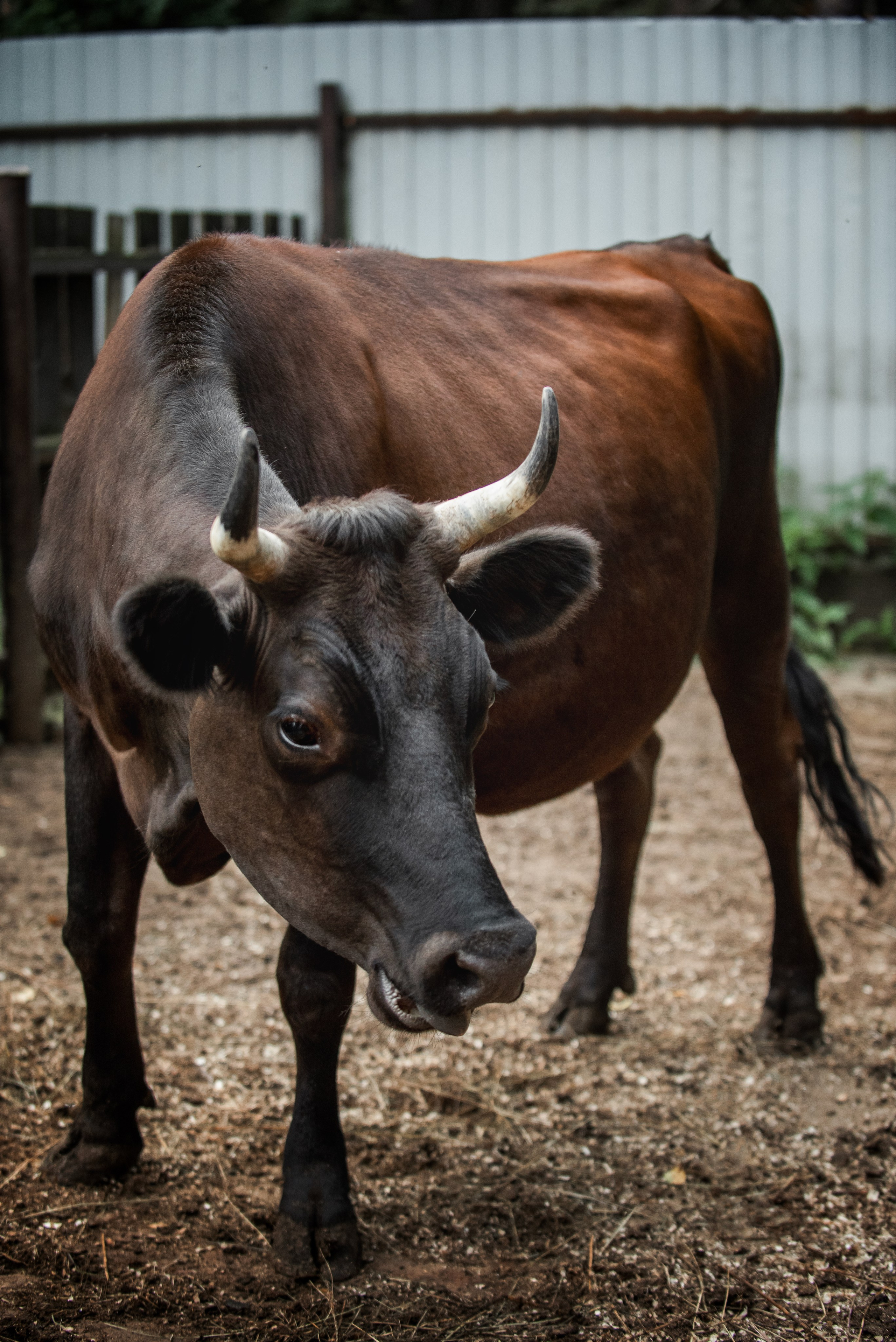Тренеры и кони КСК «АЛМАЗОВО». Конный фотограф Куракина Дарья • Фотосессии с лошадьми