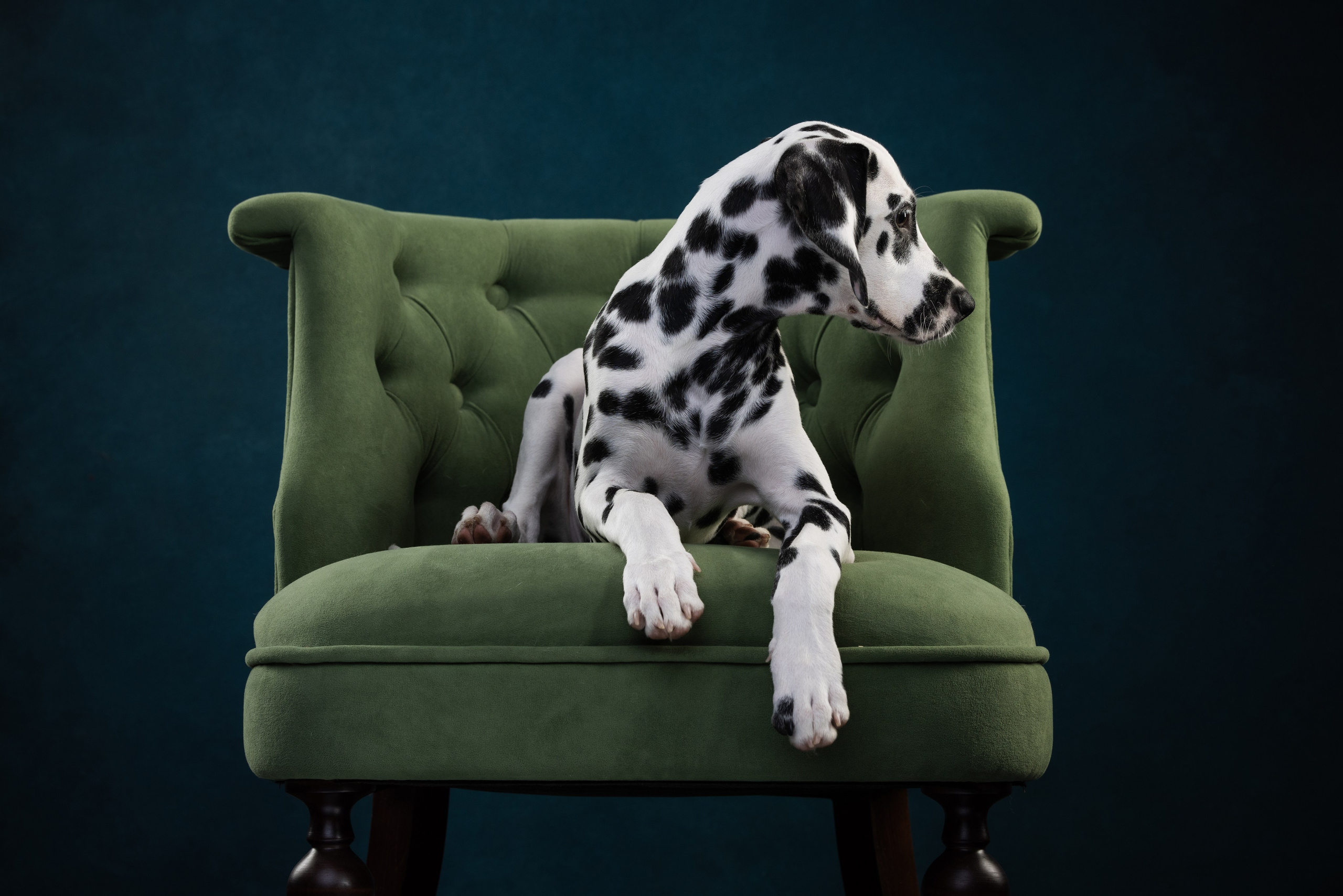 Далматин Одри. Фотограф анималист Осипчикова Мария