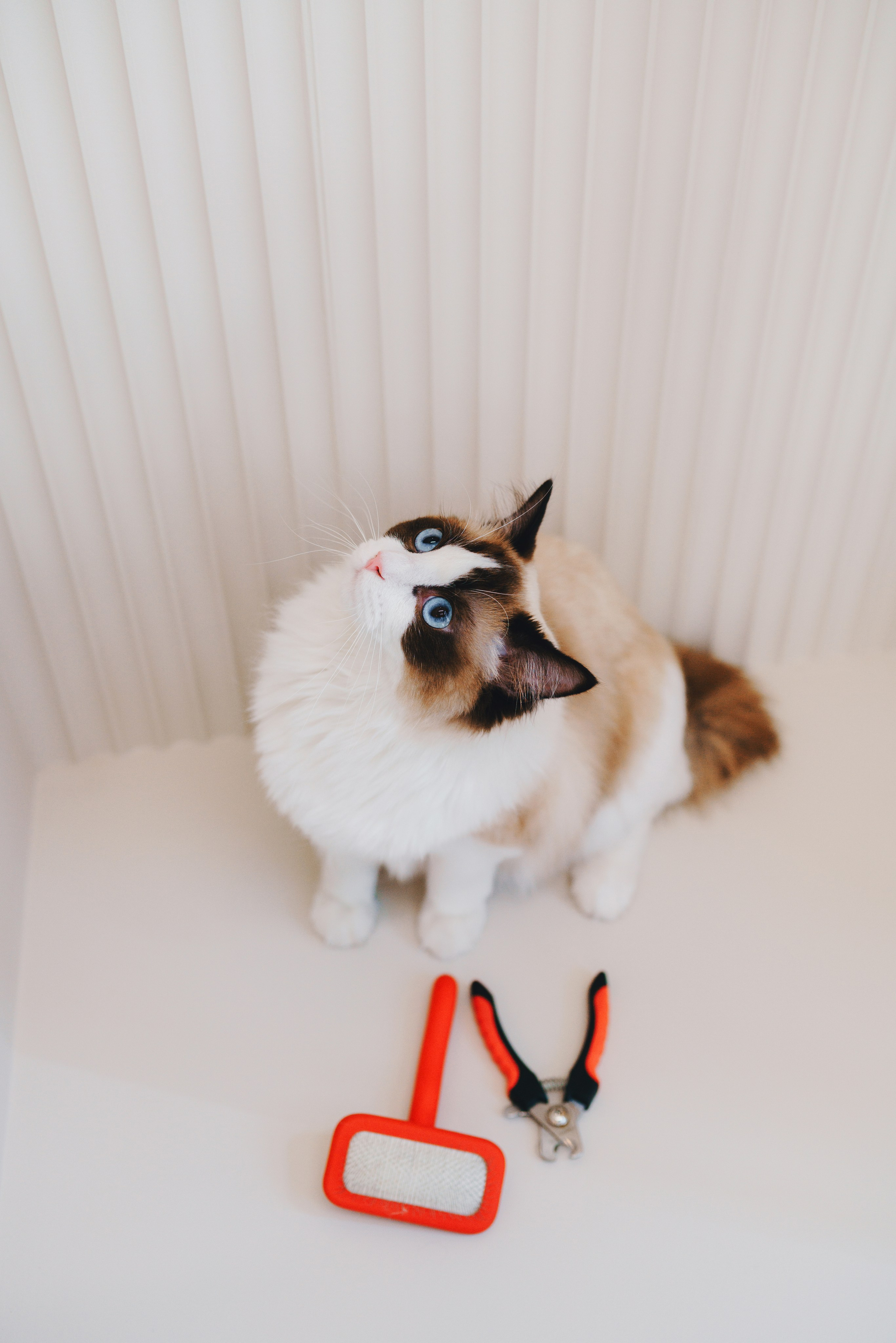 Груминг-салон. Фотограф анималист Осипчикова Мария