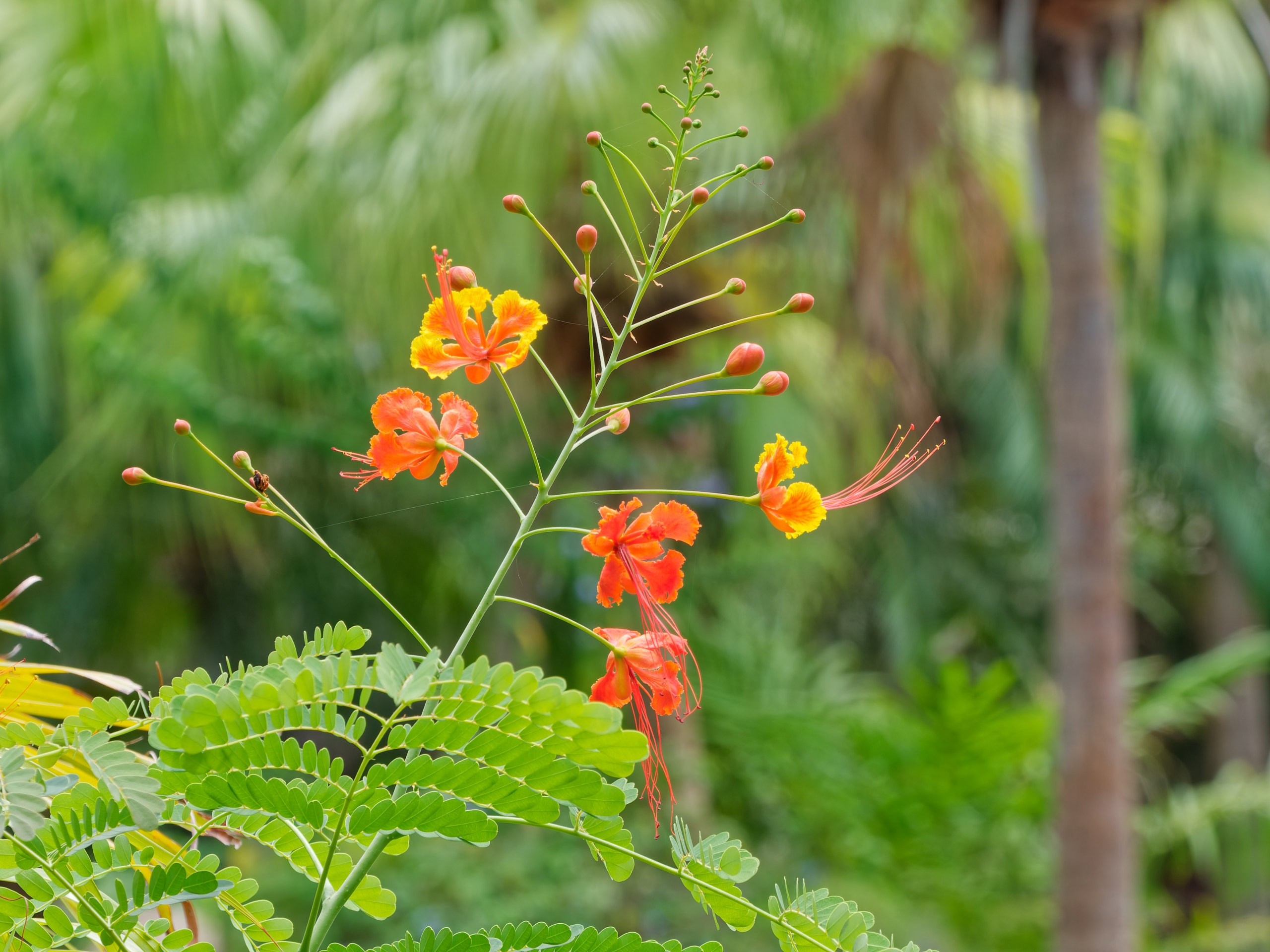 Хайнань 2026, флора, цветы и деревья. Фотопрогулки по Миру