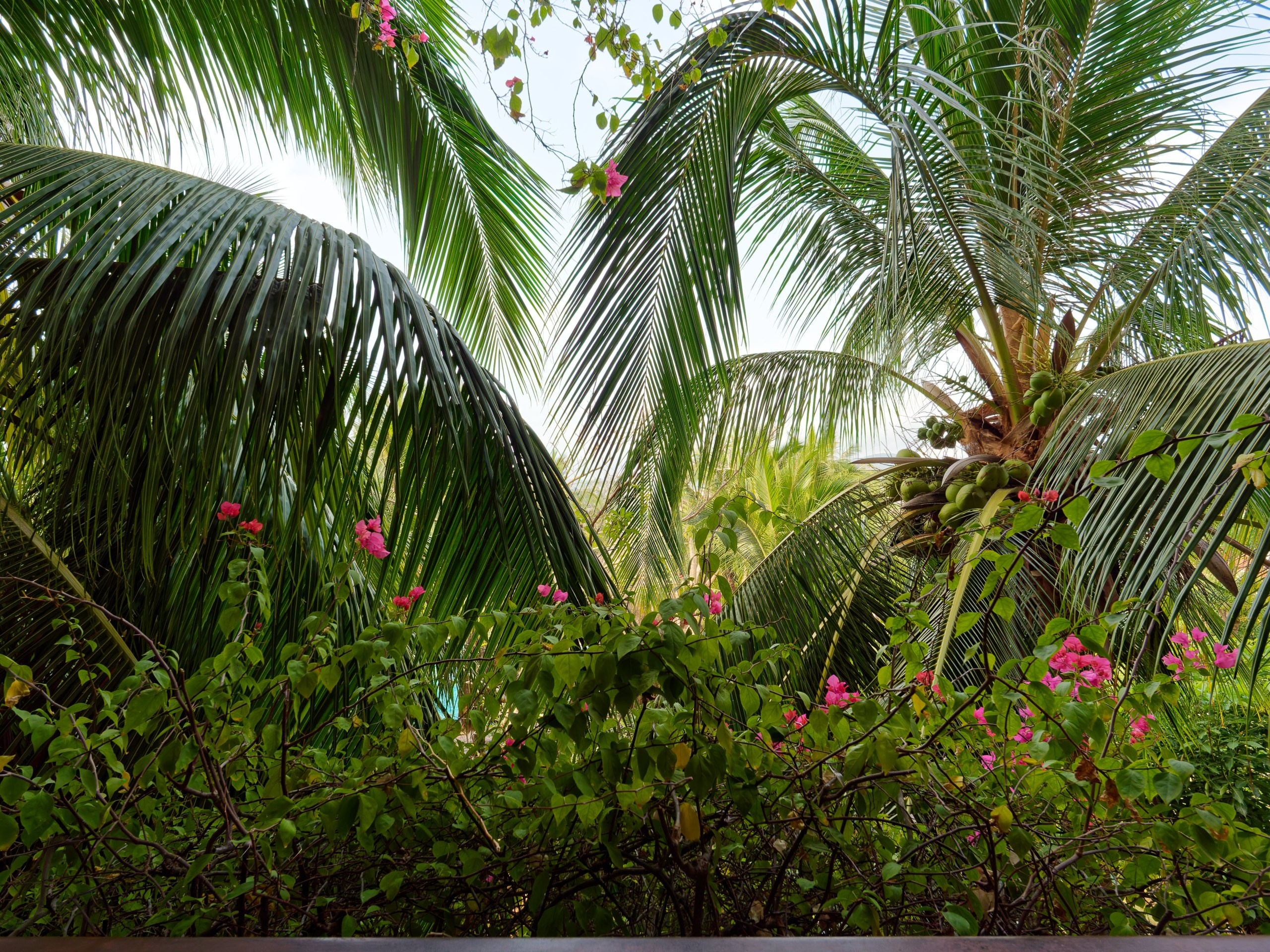 Хайнань 2026, флора, цветы и деревья. Фотопрогулки по Миру