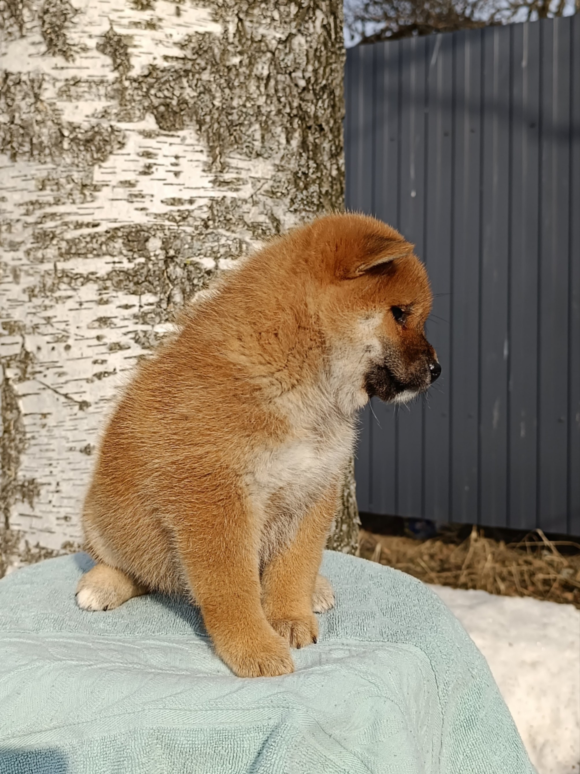 Сиба Rubylight Ellis питомник Рубилайт 