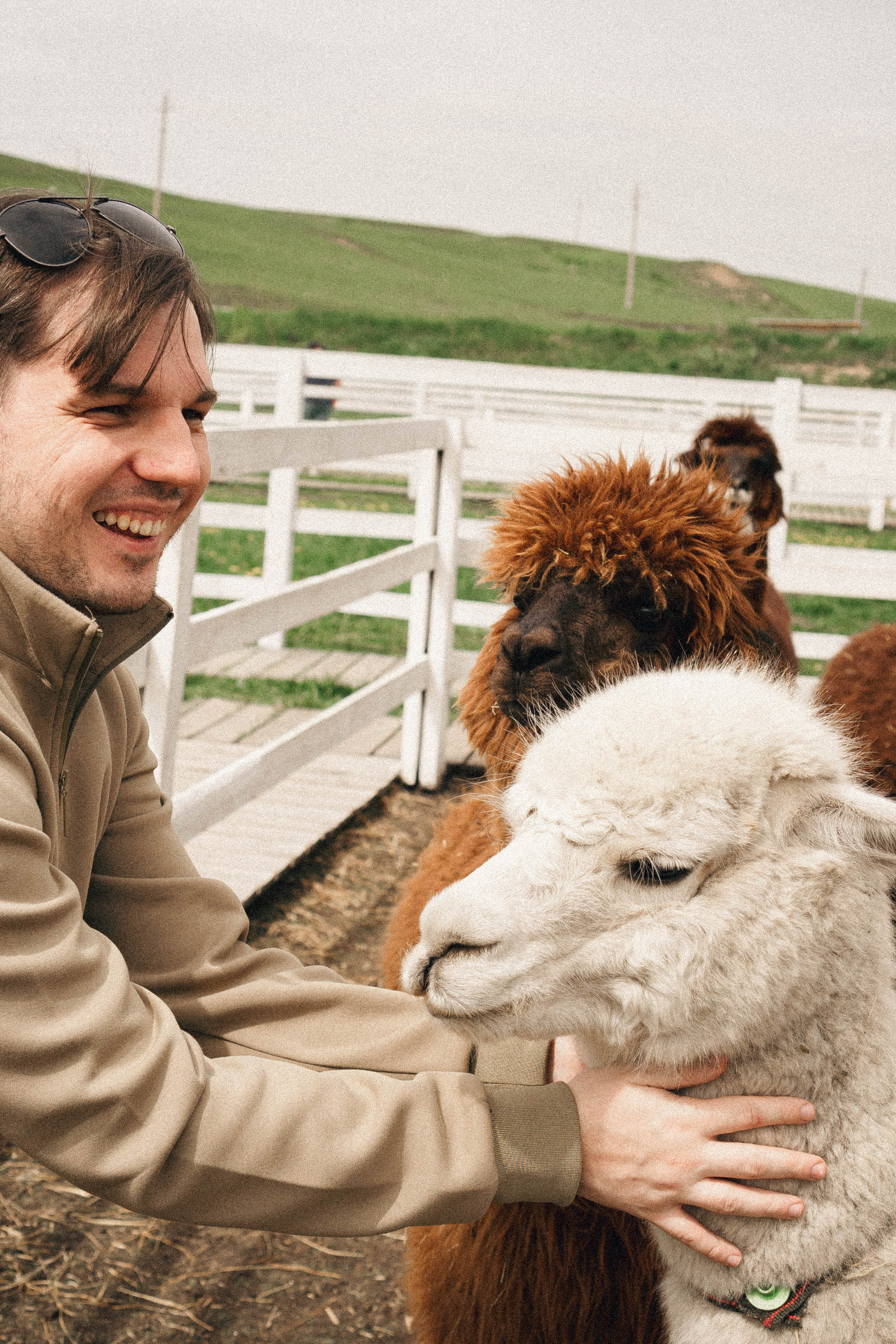Ферма Альпак. Профессиональный фотограф, Санкт-Петербург — Виктория Богомолова