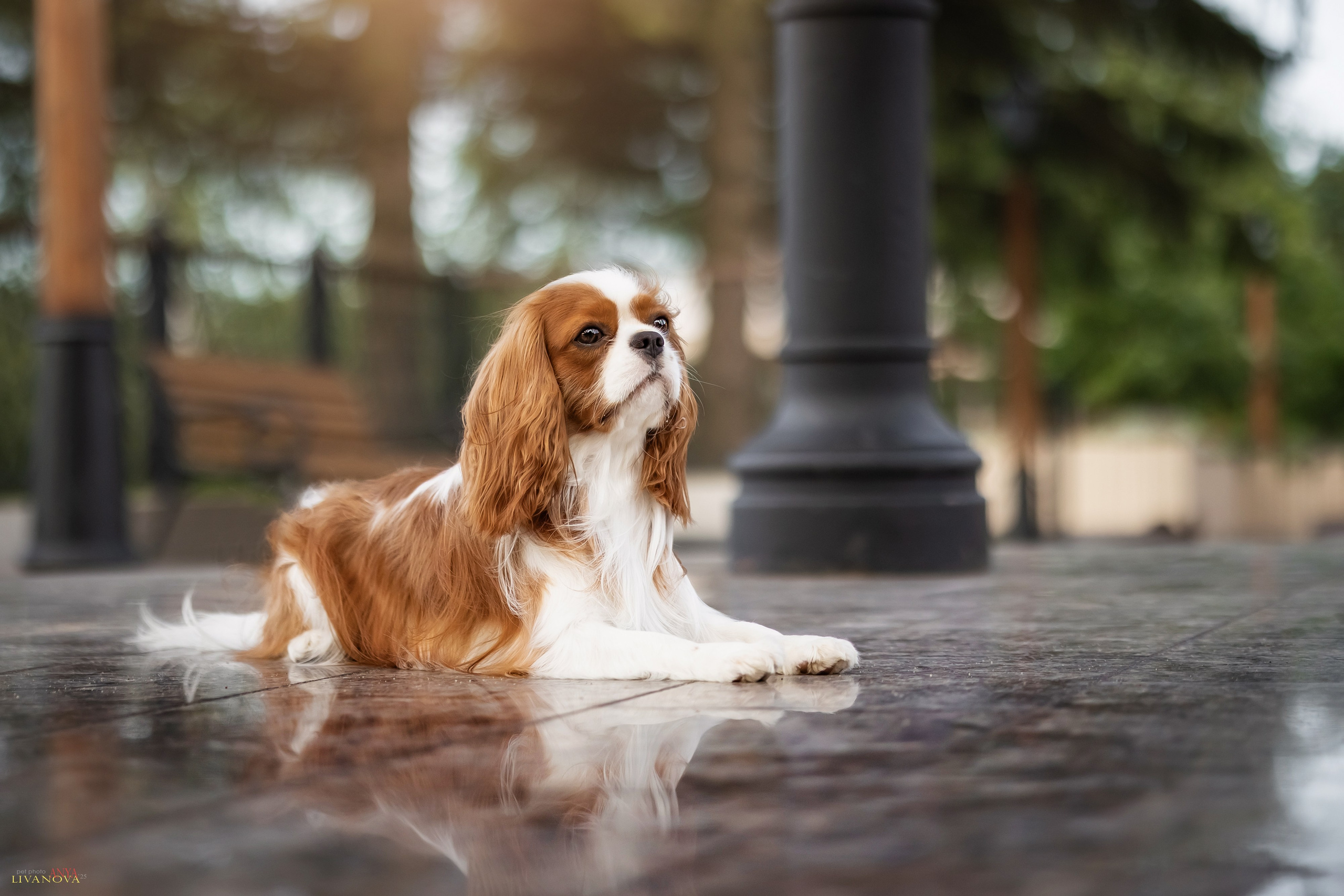 Маруся и Энди. Фотограф анималист Аня Ливанова | Рыбинск