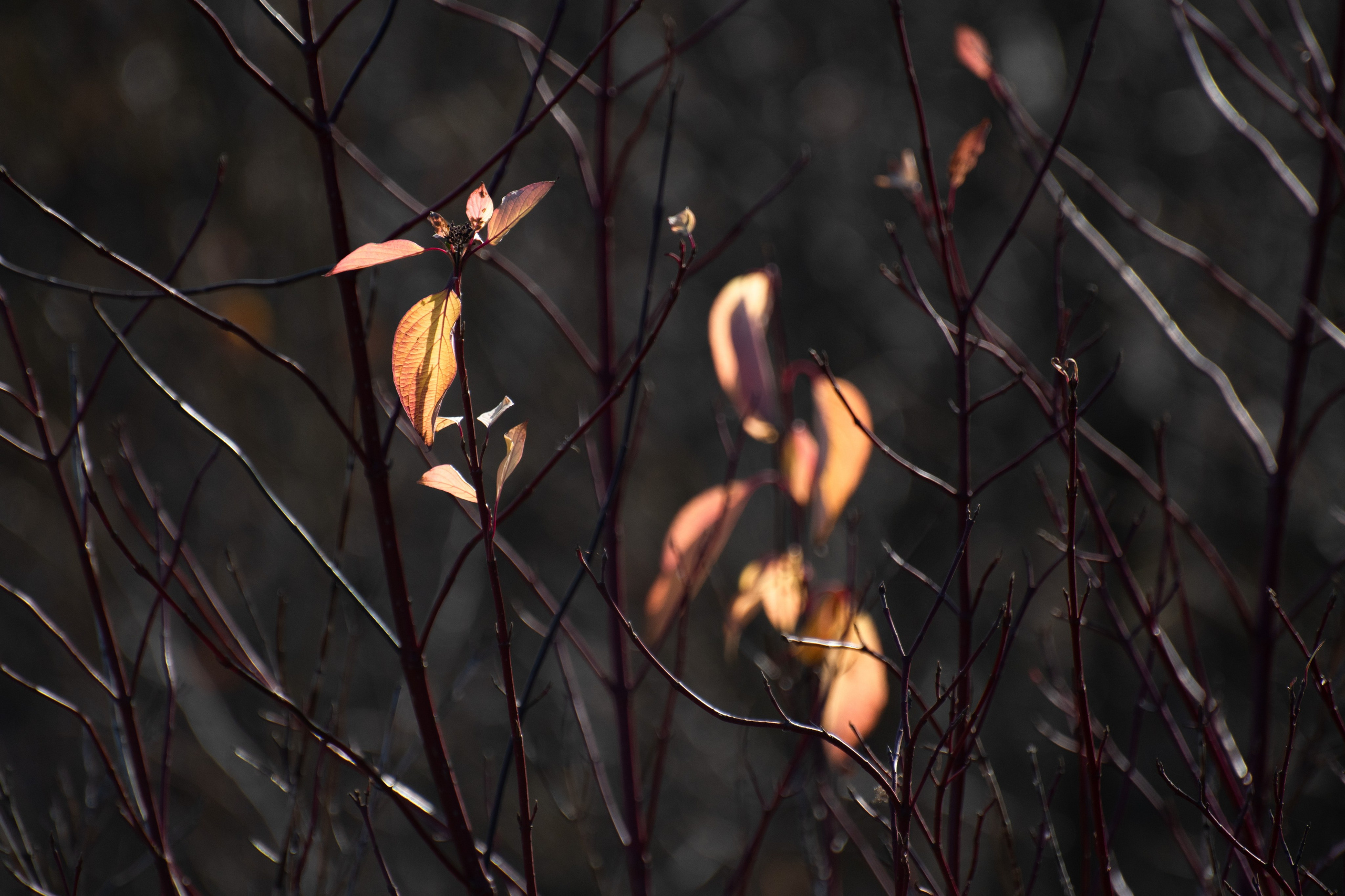 20211031 Крылатское. Дмитрий Ремизов. Фотография, как хобби