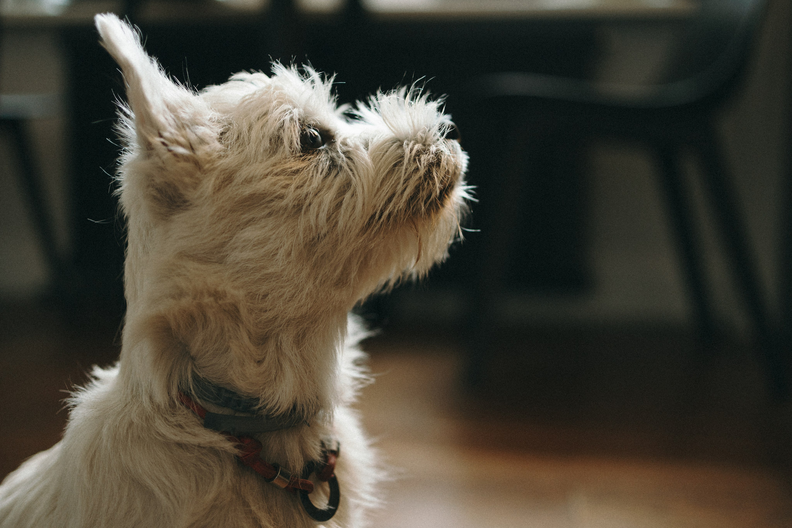 Снежуля, Мари и Саша. Фотограф анималист Анастасия Пикей