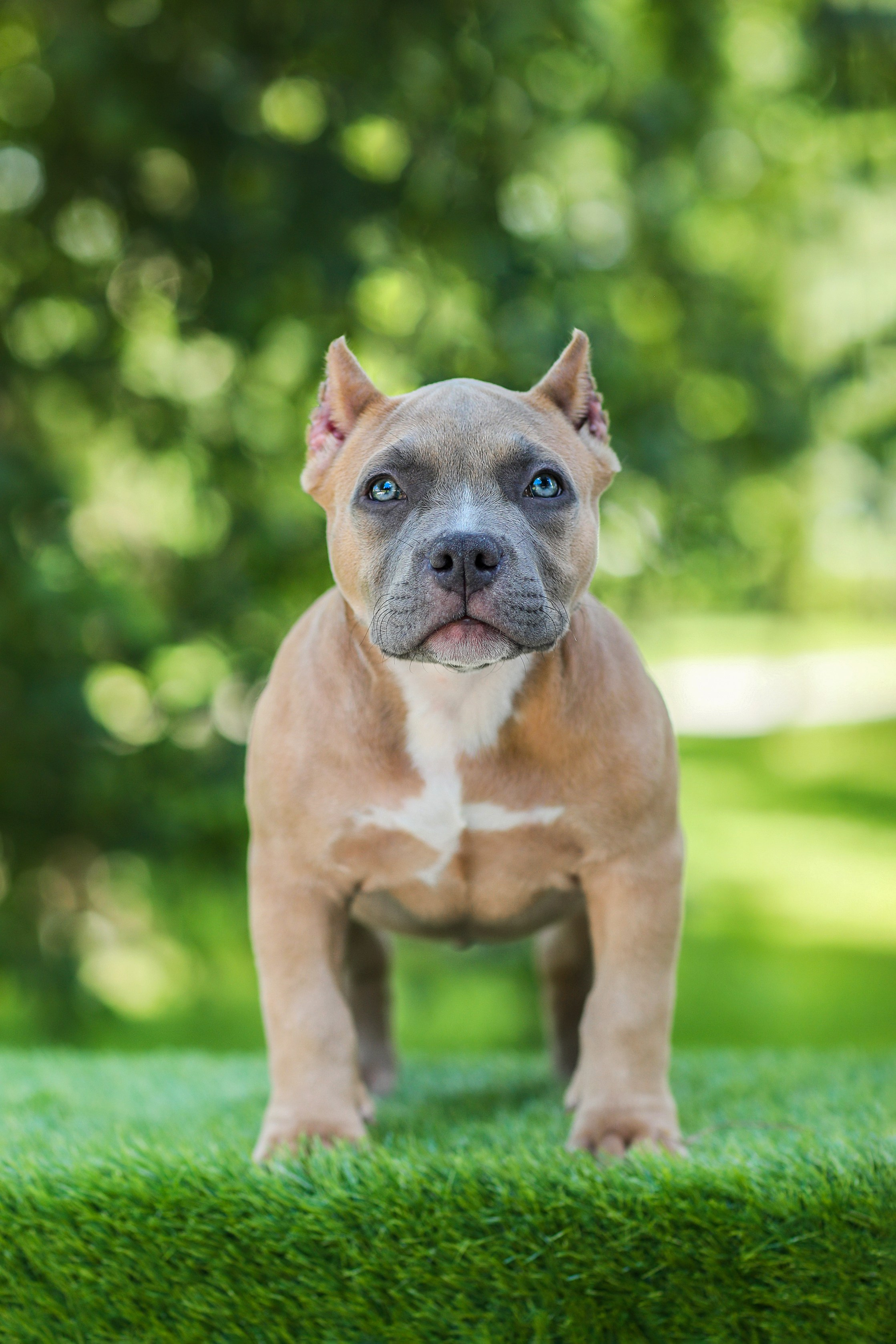 Фотосессия щенков. Фотограф для Вашей собаки