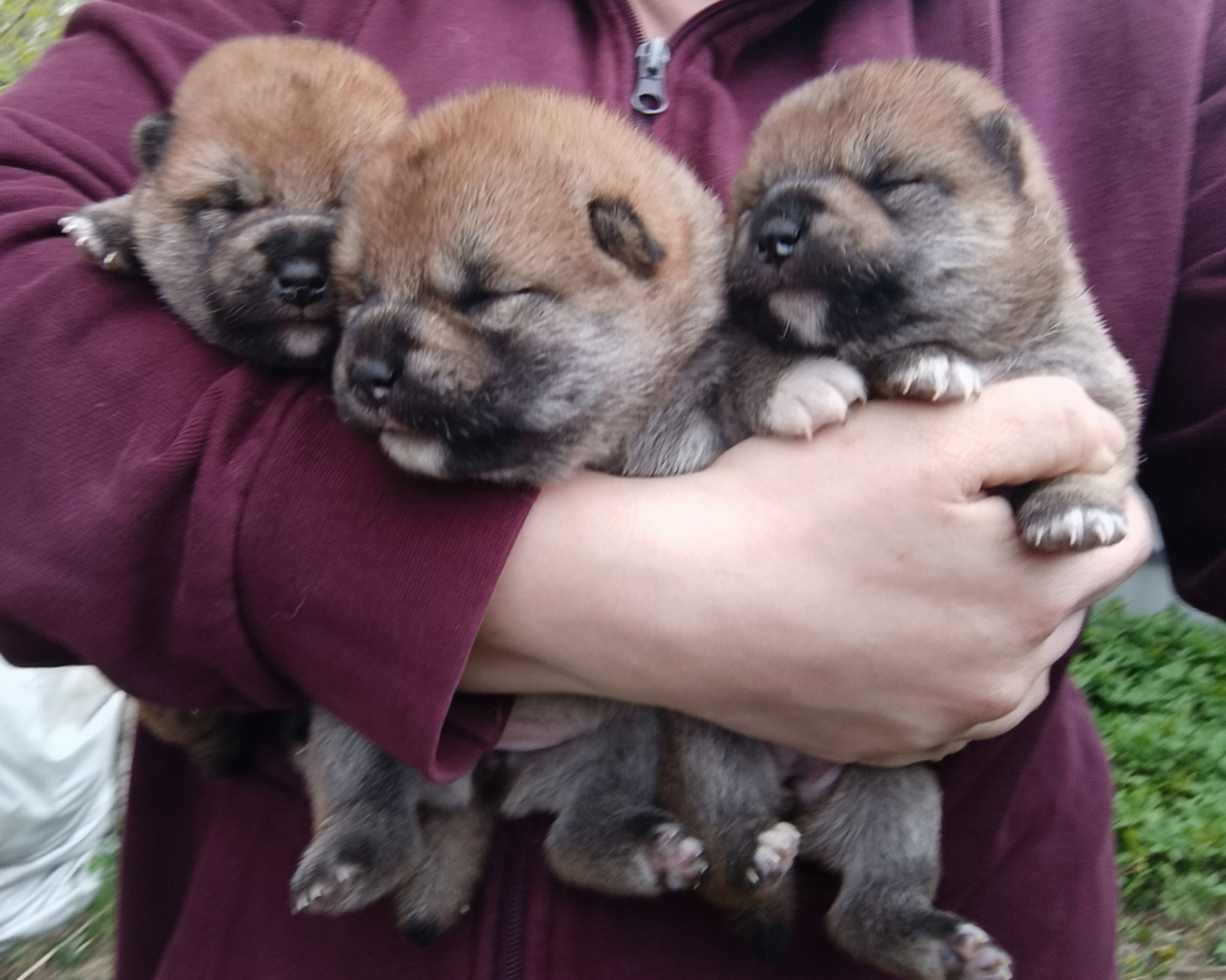 сиба питомник Рубилайт щенки на продажу rubylight  сиба щенки купить СПб Санкт-Петербург