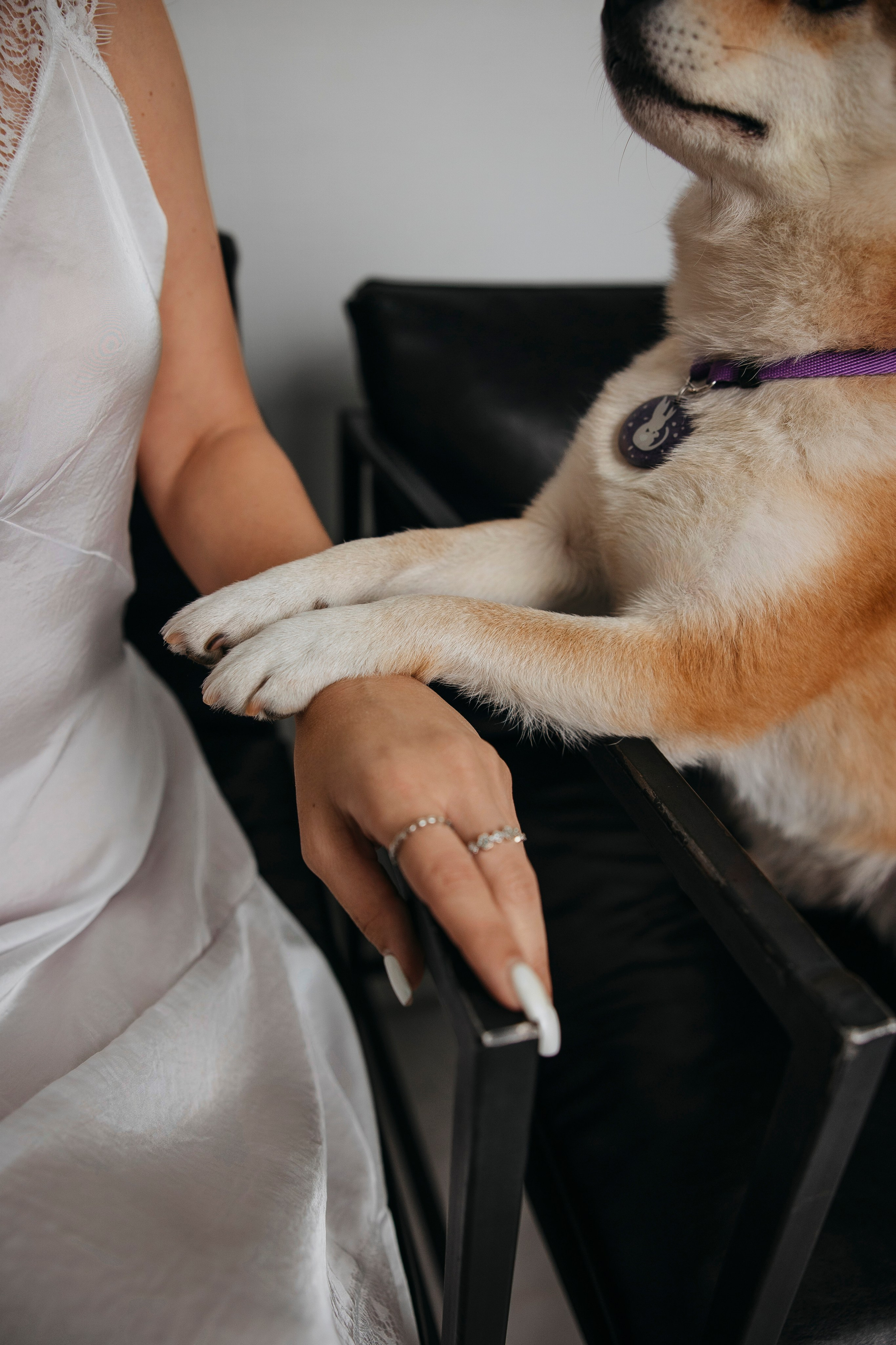 Съемка в студии с собакой. Анастасия Белаш