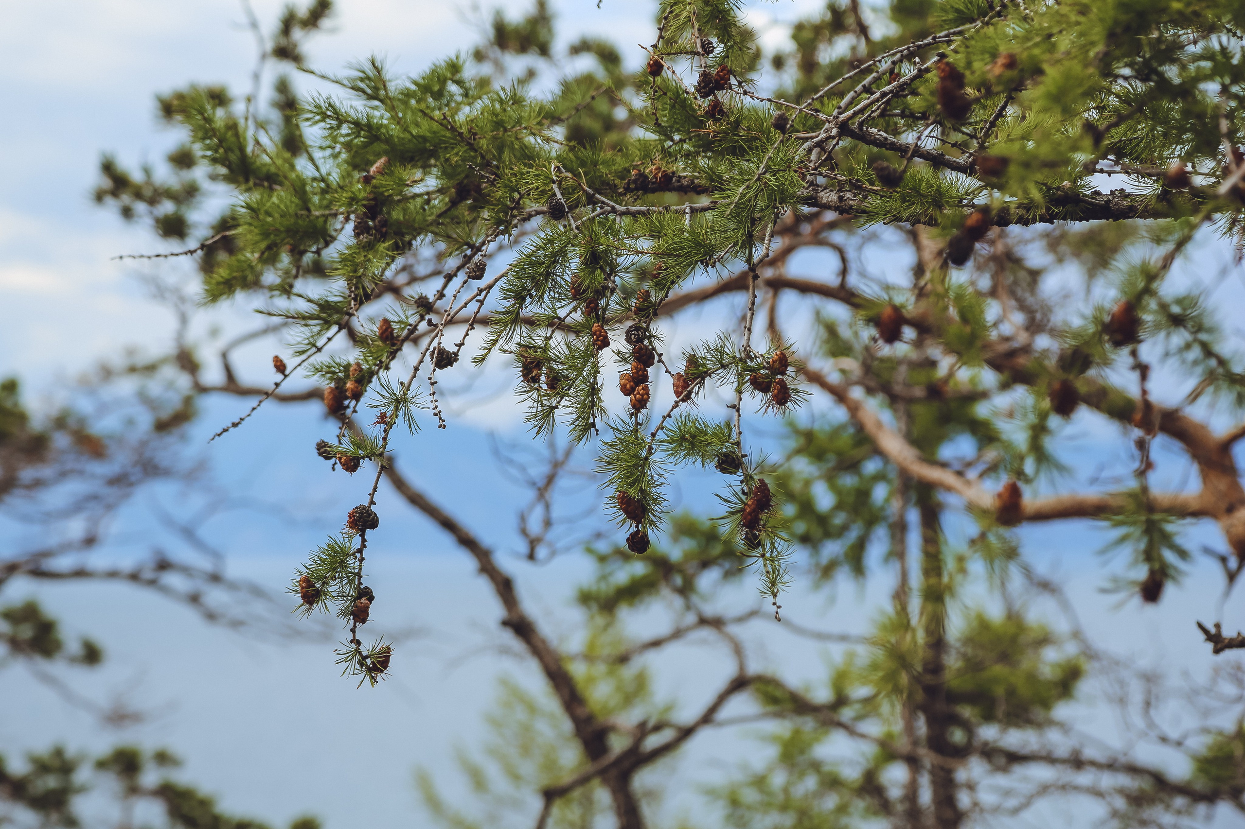 Байкал летний: легенды и святыни. Дарья Письменюк / Darya Leitstern — фотограф, музыкант, журналист, путешественник
