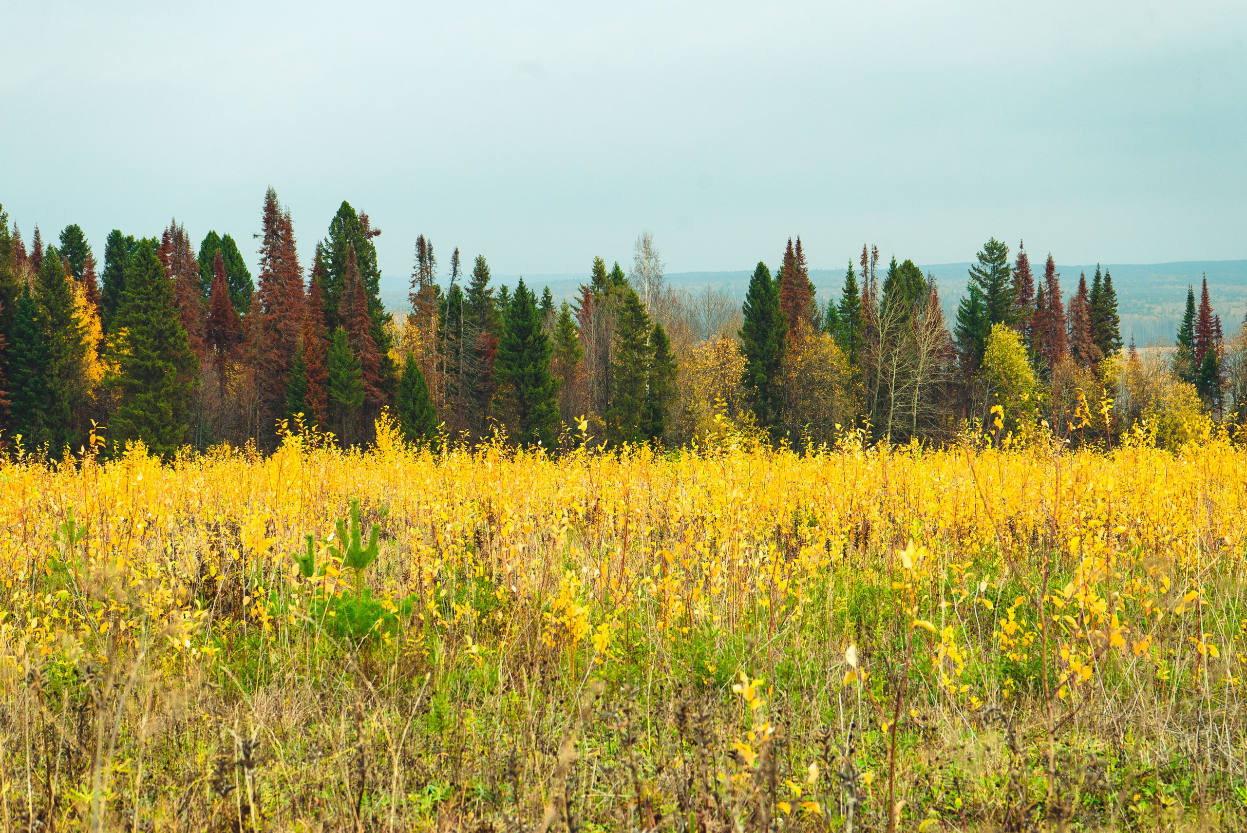 Фотографии Природы Урала, Пермского края, Хохловка. Мари Линёк-Стельмах Фотохудожник Санкт-Петербург/Урал