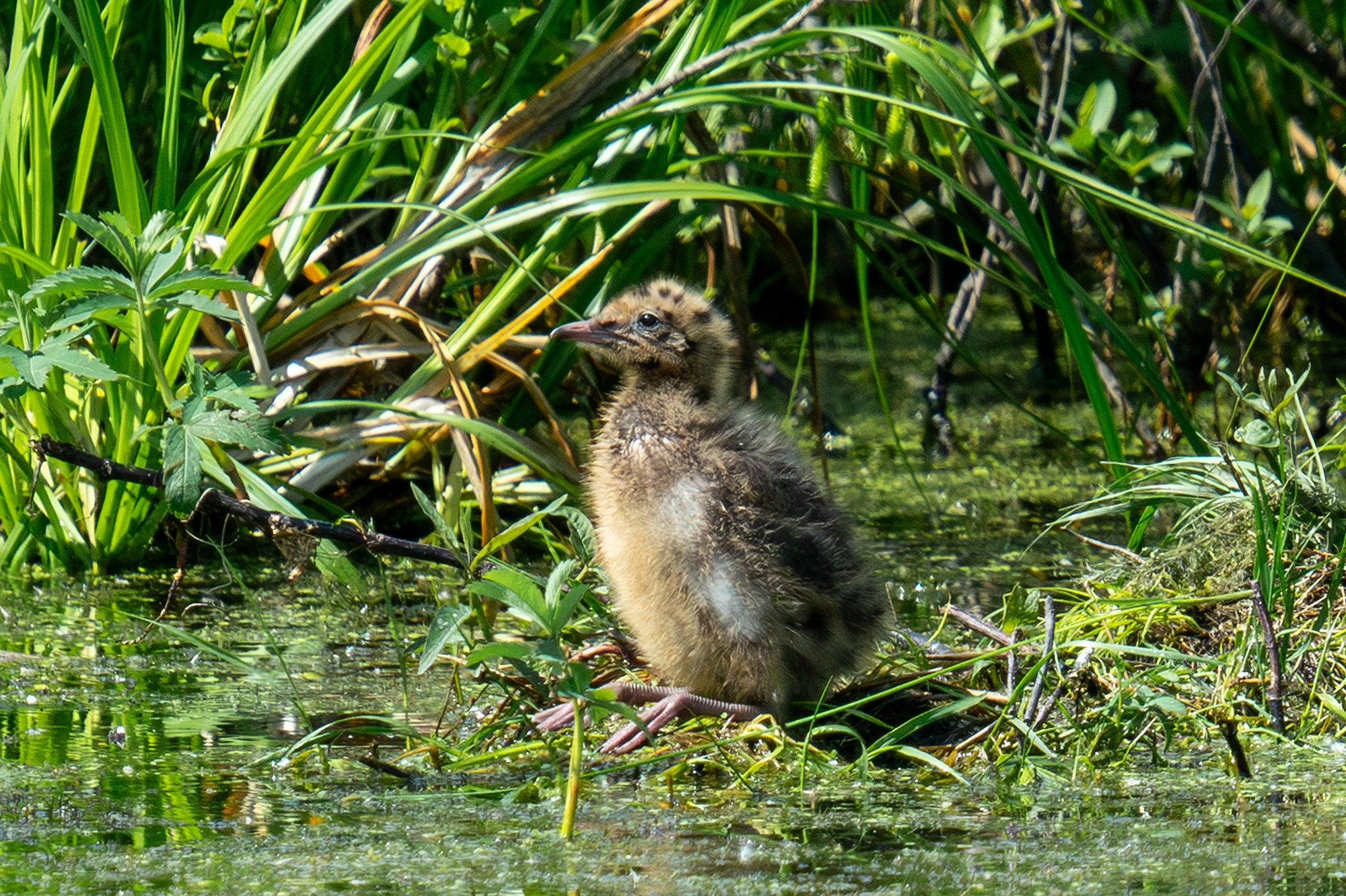 Удивительные мир птиц. Вокруг нас столько прекрасного — присмотритесь!. Ваш личный фотограф Марина Волкова
